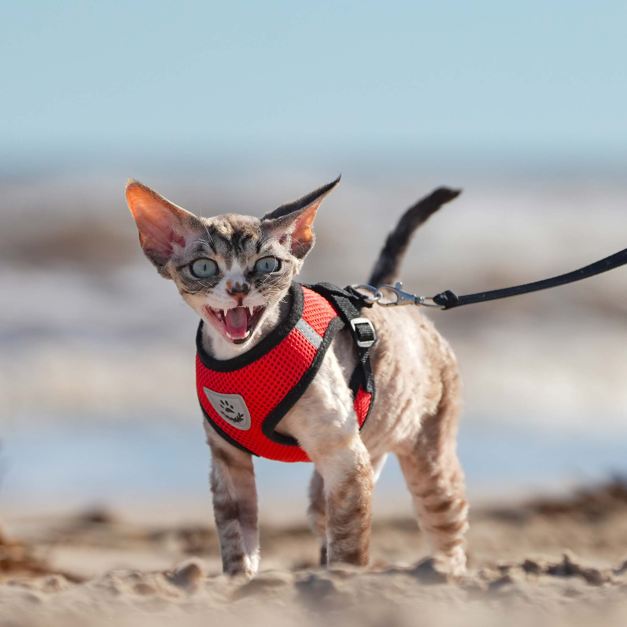 Kasia,  girl, born 07.02.2025. Devon Rex Pixie Cattery