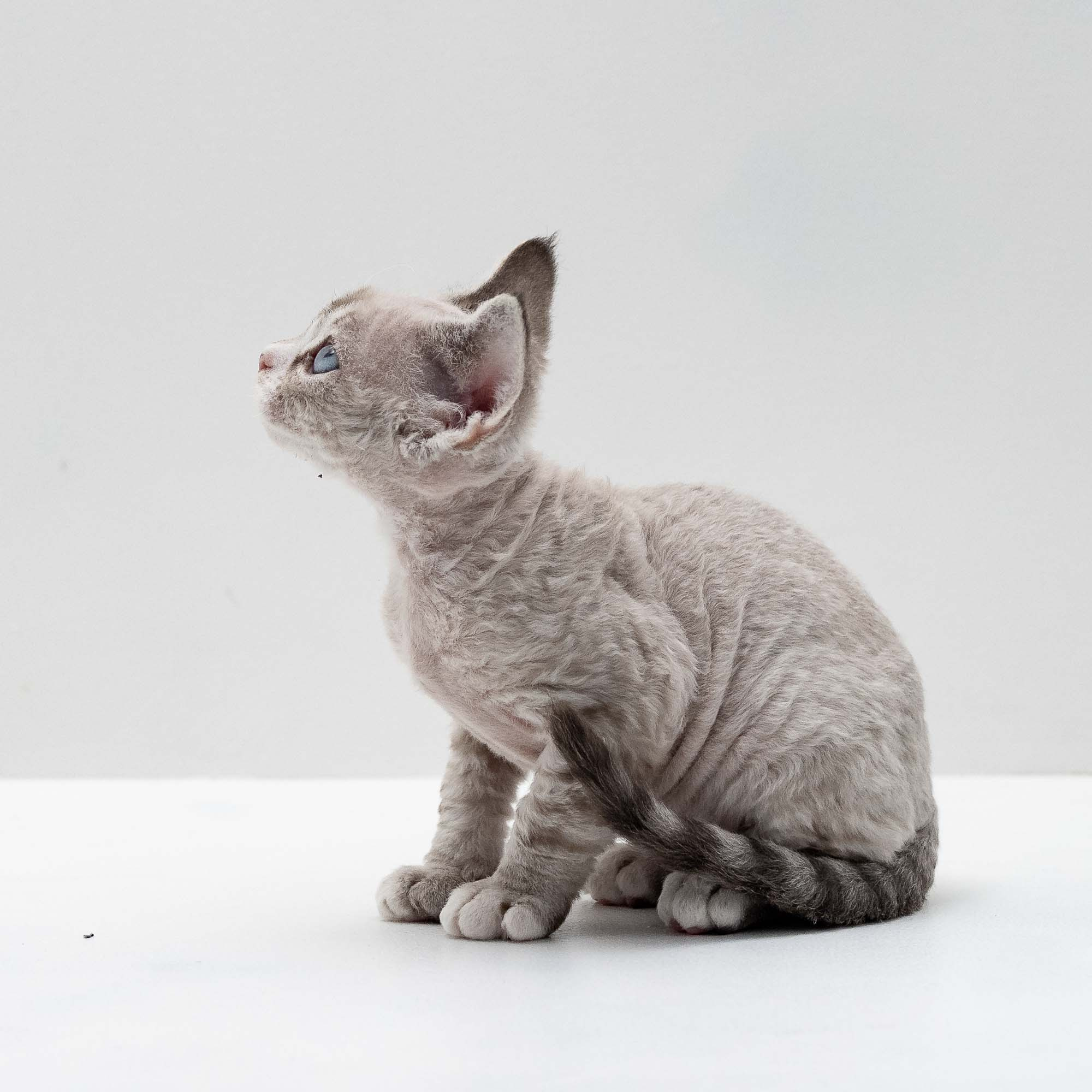 Finn,  boy, born on 01.01.25. Devon Rex Pixie Cattery