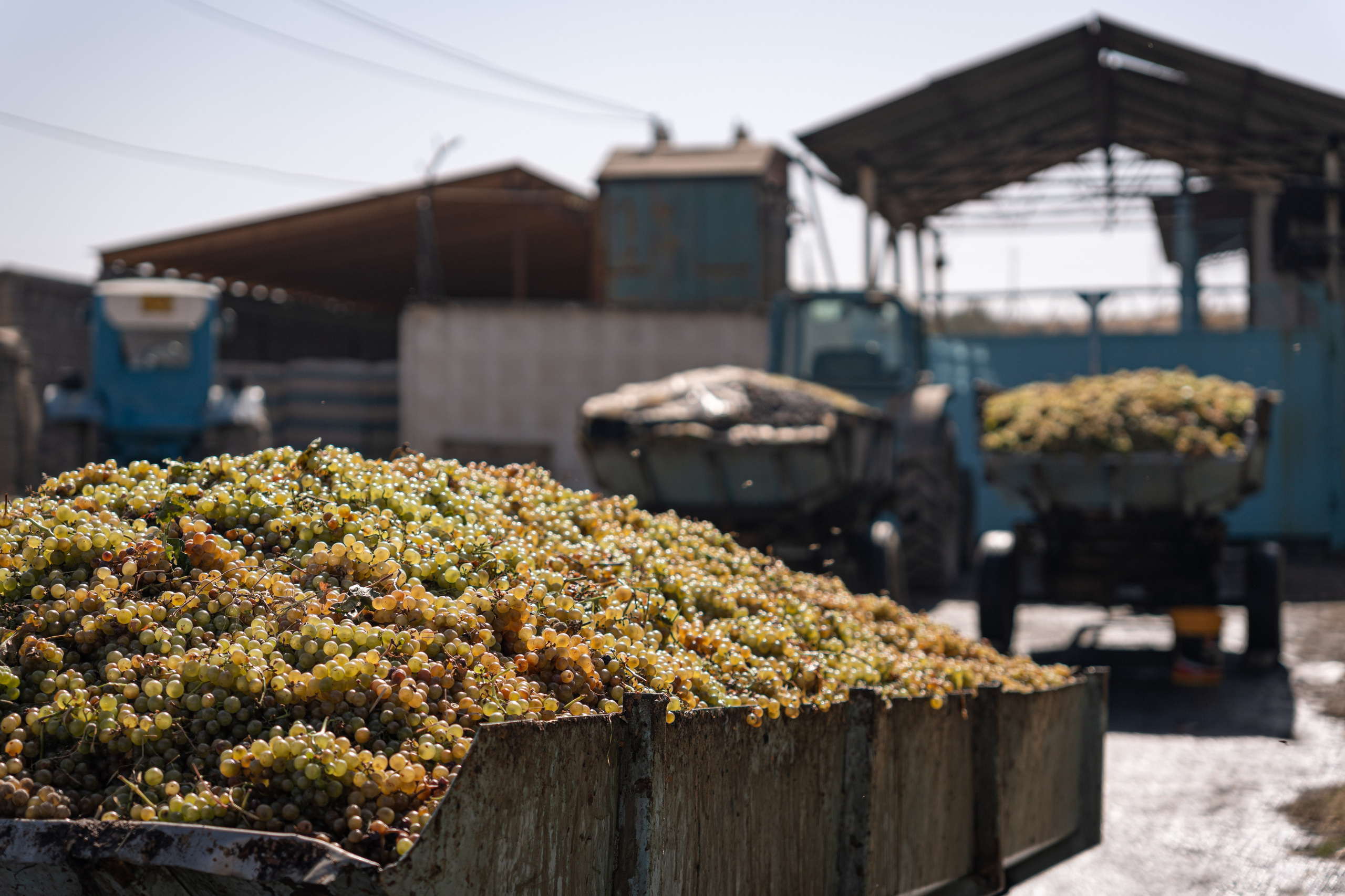 «Мне платят за то, что я выпиваю на работе» — история одной винодельни. Георгий Намазов | Фотограф в Ташкенте