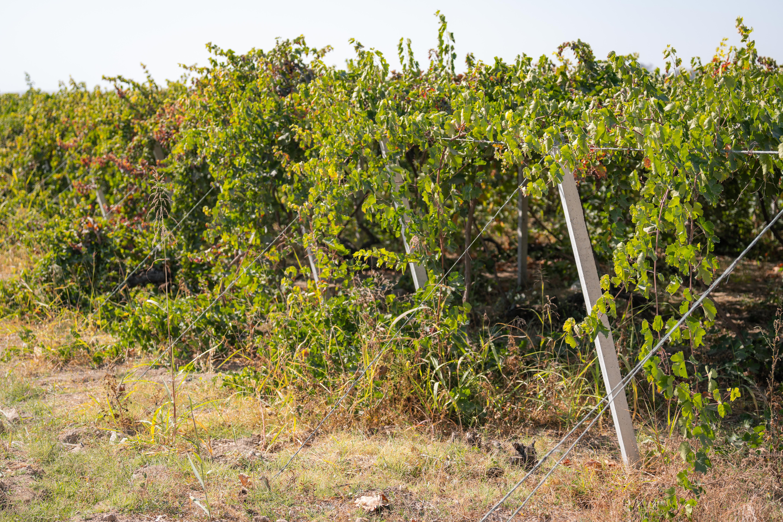 «Мне платят за то, что я выпиваю на работе» — история одной винодельни. Георгий Намазов | Фотограф в Ташкенте