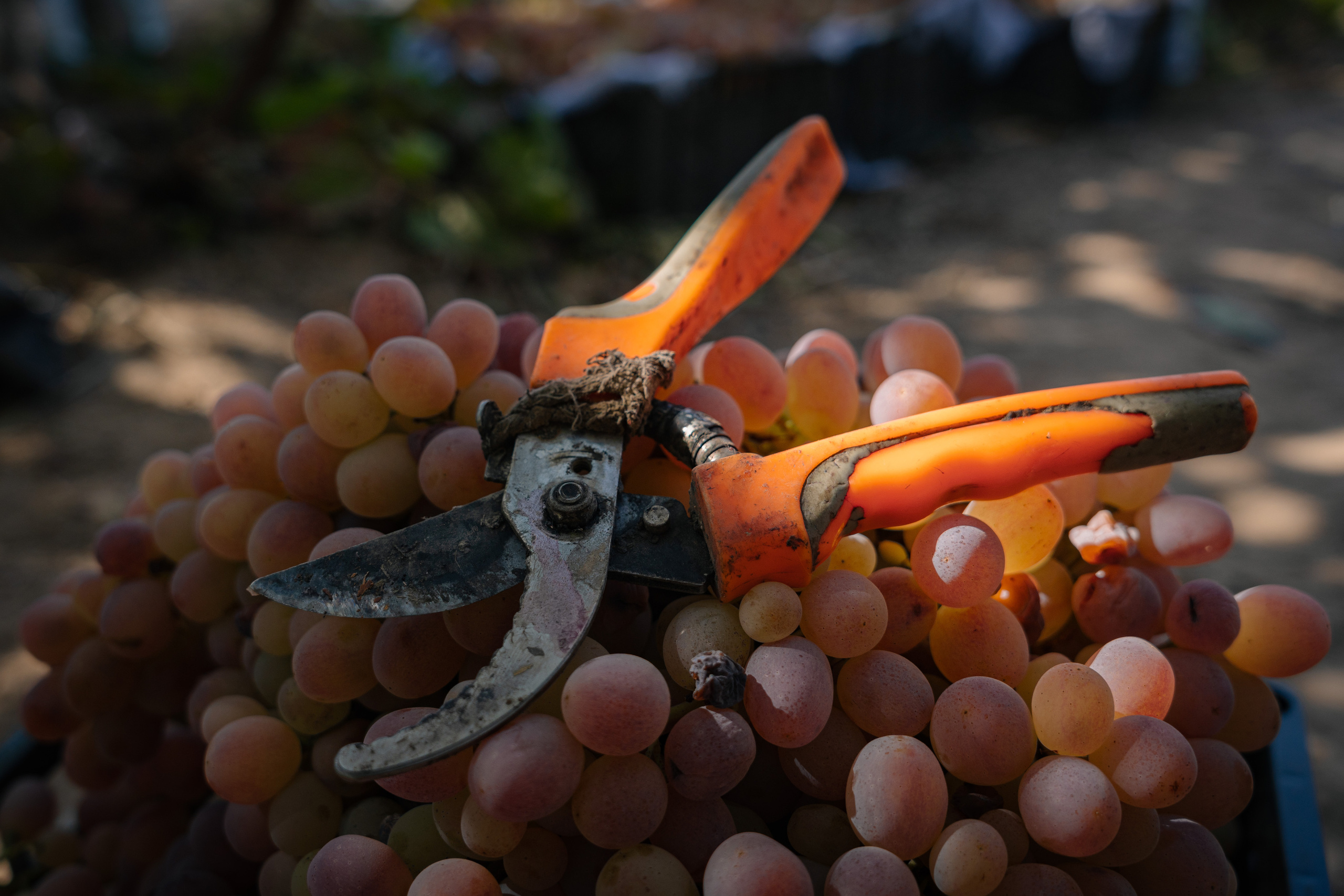 «Мне платят за то, что я выпиваю на работе» — история одной винодельни. Георгий Намазов | Фотограф в Ташкенте