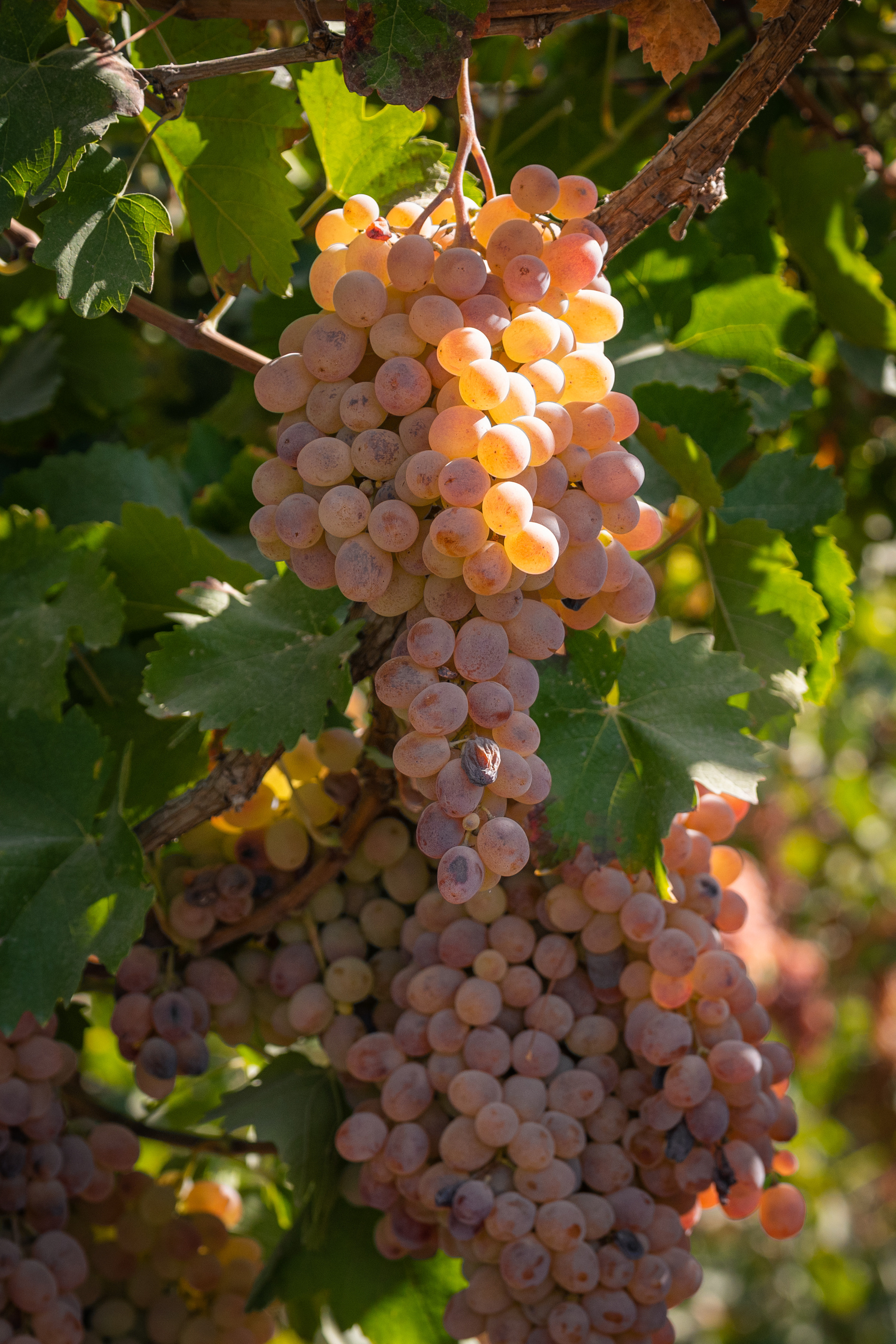 «Мне платят за то, что я выпиваю на работе» — история одной винодельни. Георгий Намазов | Фотограф в Ташкенте