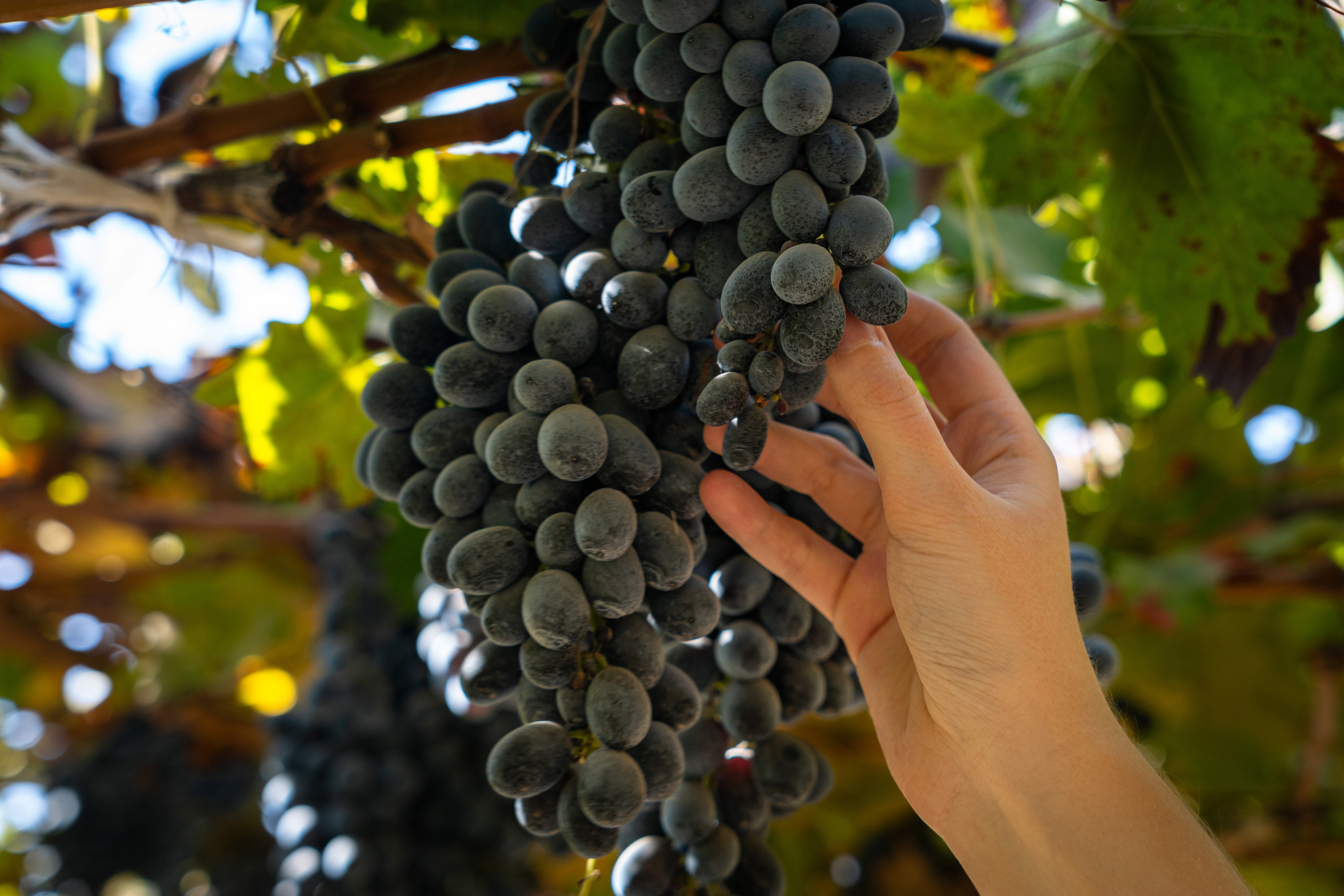 «Мне платят за то, что я выпиваю на работе» — история одной винодельни. Георгий Намазов | Фотограф в Ташкенте