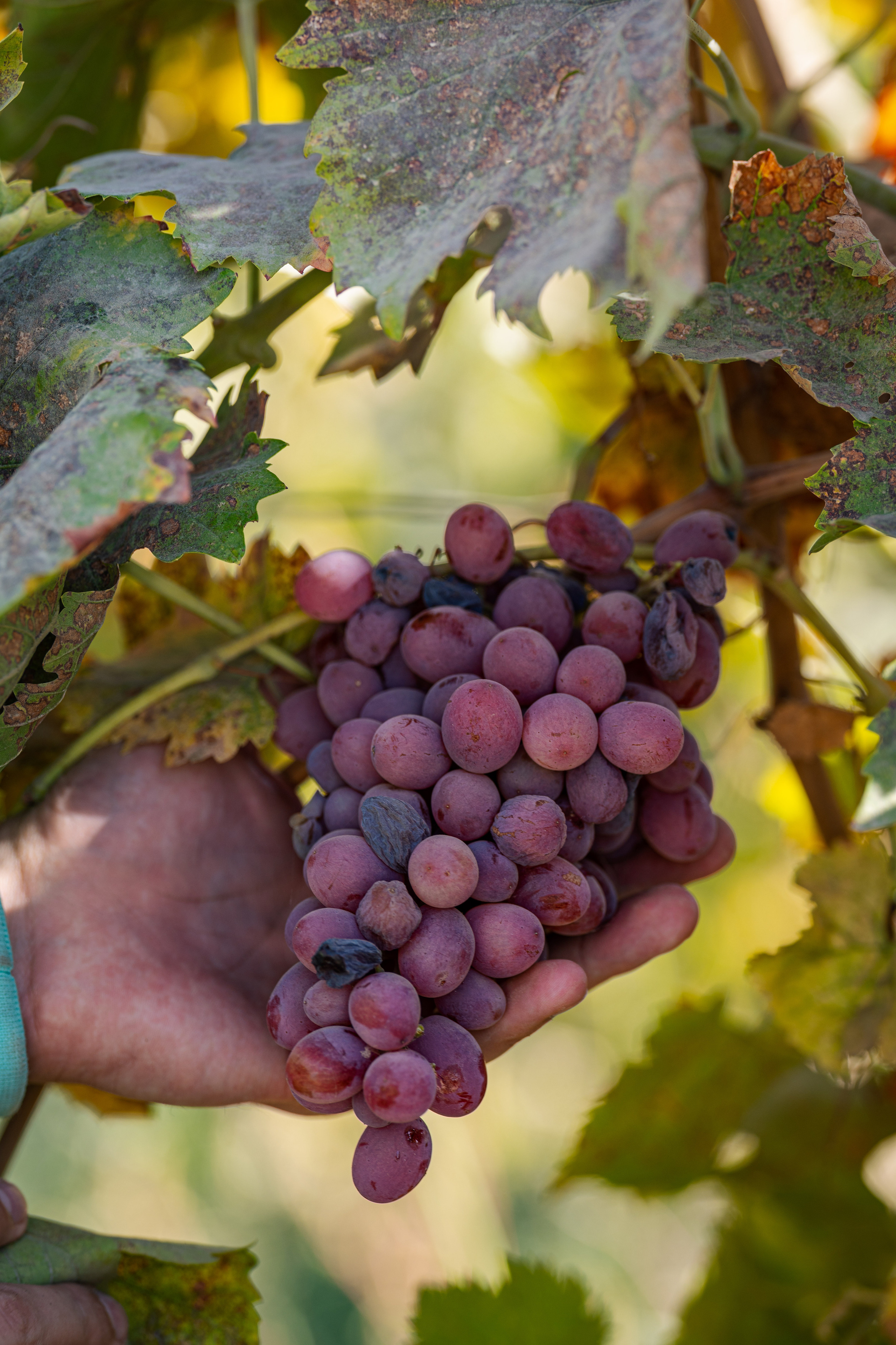 «Мне платят за то, что я выпиваю на работе» — история одной винодельни. Георгий Намазов | Фотограф в Ташкенте