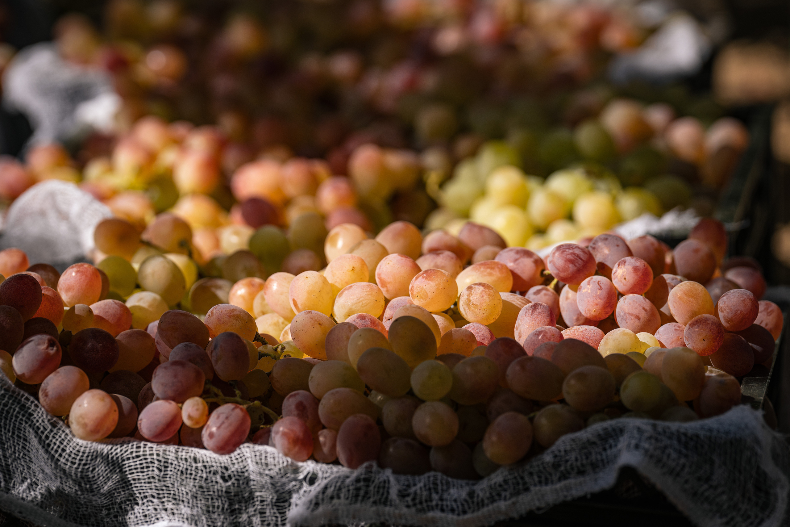 «Мне платят за то, что я выпиваю на работе» — история одной винодельни. Георгий Намазов | Фотограф в Ташкенте