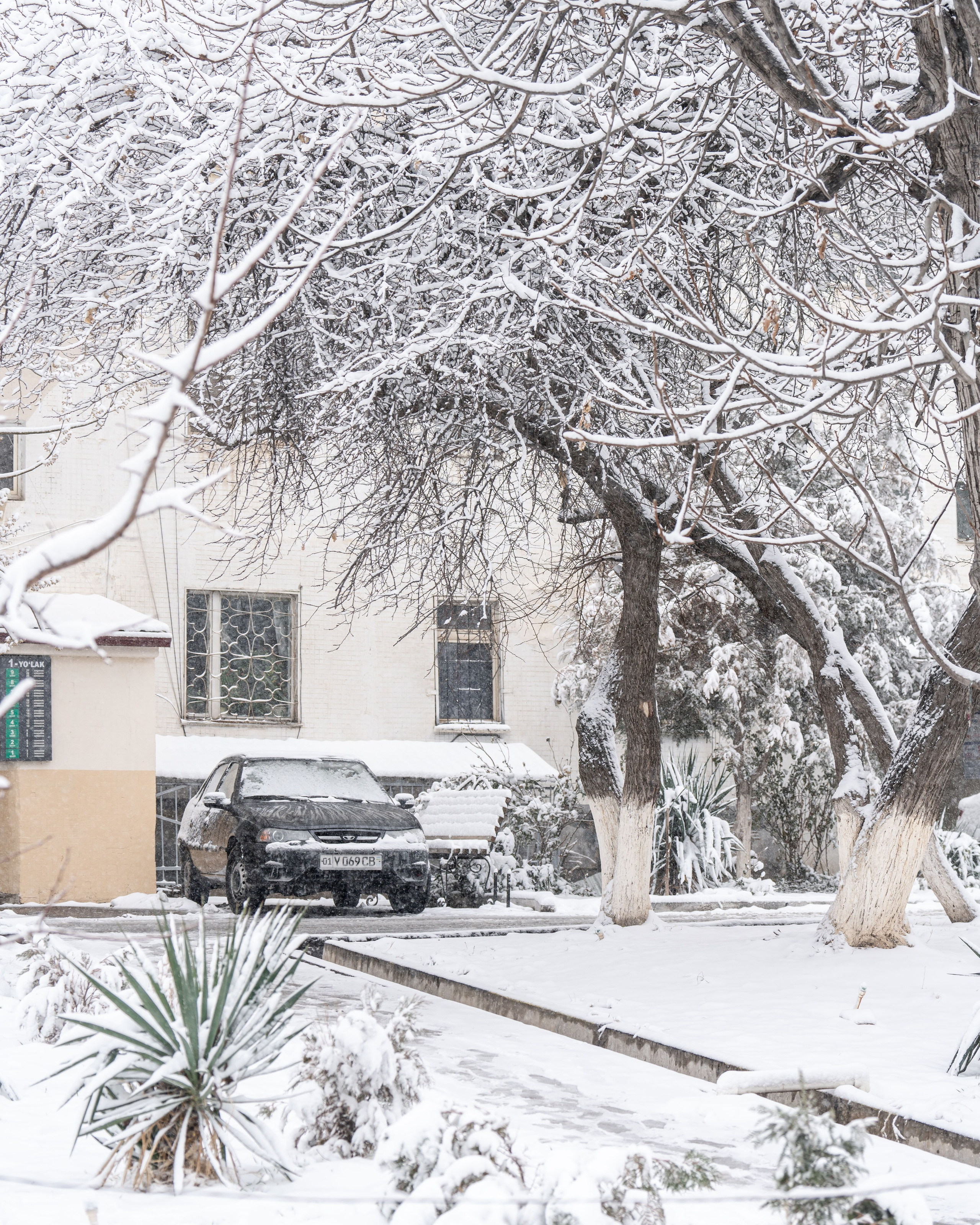 Снег. Георгий Намазов | Фотограф в Ташкенте