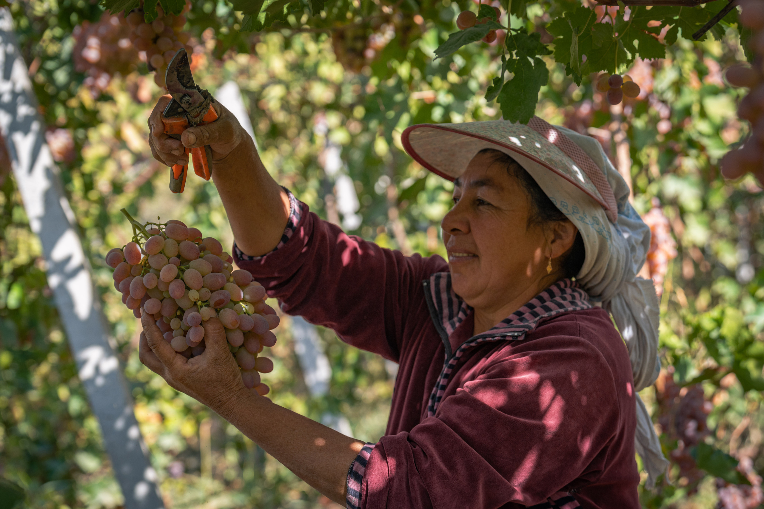 «Мне платят за то, что я выпиваю на работе» — история одной винодельни. Георгий Намазов | Фотограф в Ташкенте