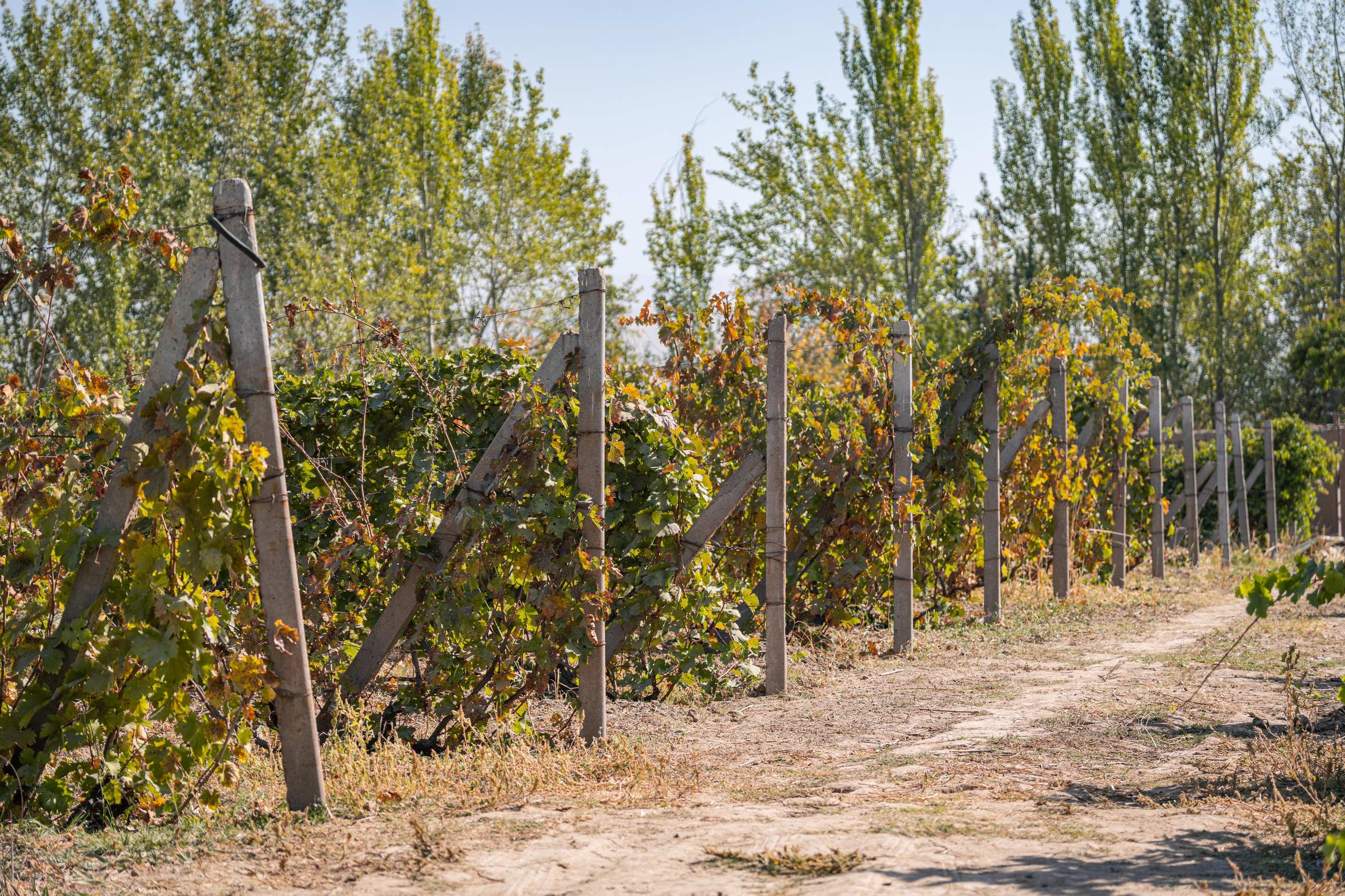 «Мне платят за то, что я выпиваю на работе» — история одной винодельни. Георгий Намазов | Фотограф в Ташкенте