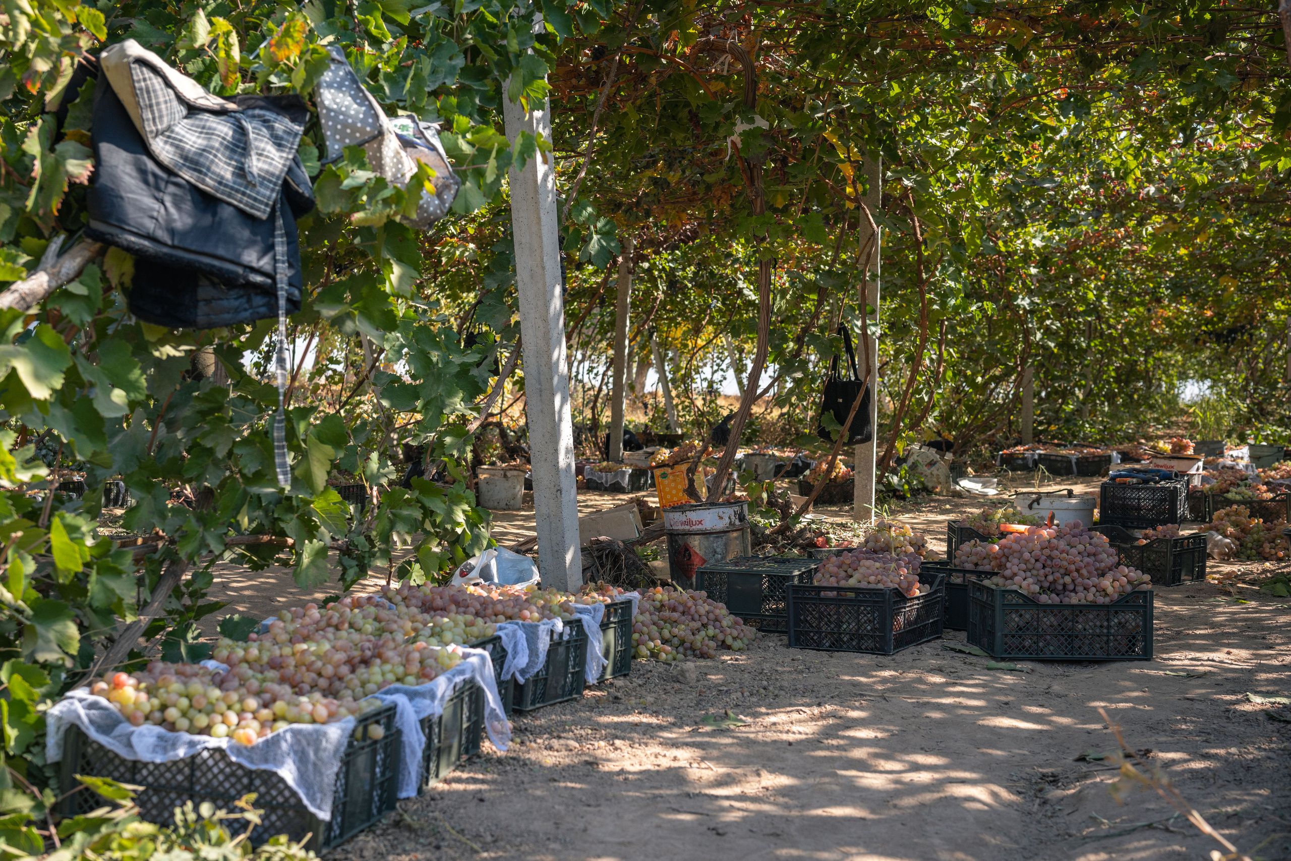 «Мне платят за то, что я выпиваю на работе» — история одной винодельни. Георгий Намазов | Фотограф в Ташкенте