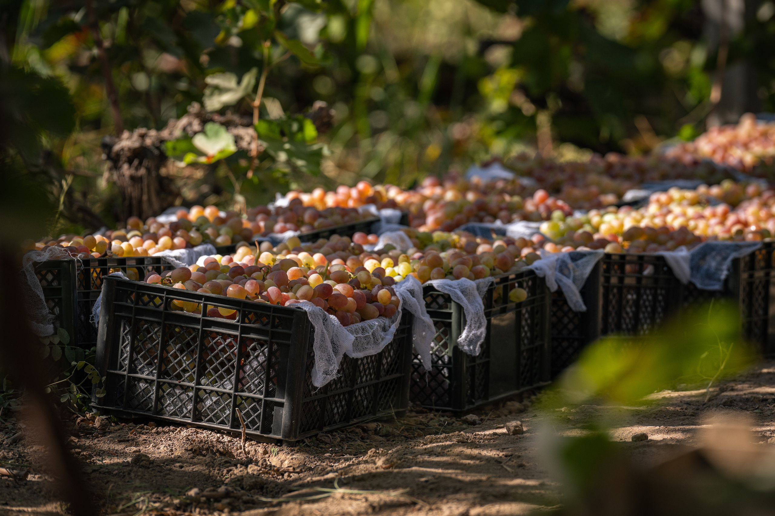 «Мне платят за то, что я выпиваю на работе» — история одной винодельни. Георгий Намазов | Фотограф в Ташкенте