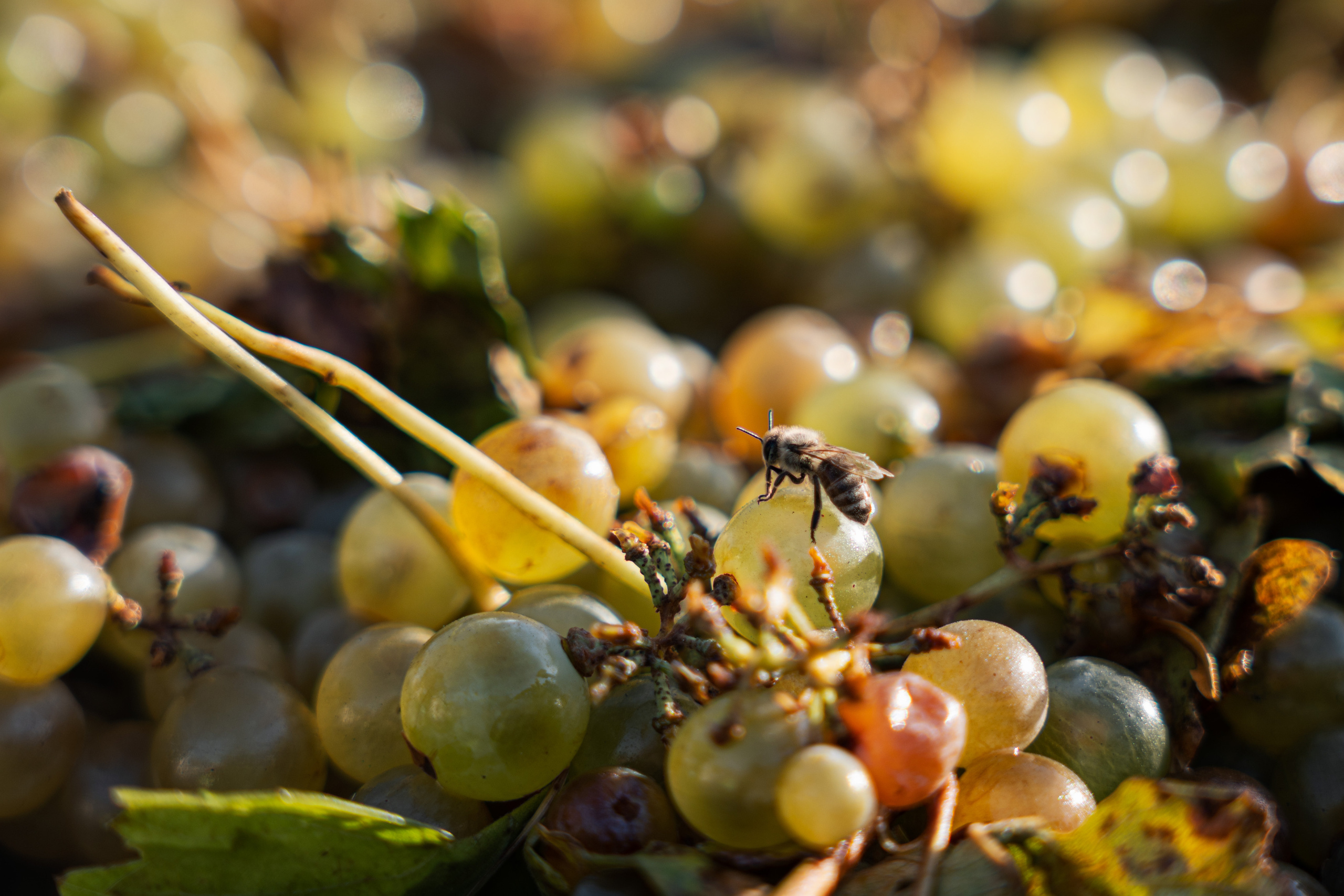 «Мне платят за то, что я выпиваю на работе» — история одной винодельни. Георгий Намазов | Фотограф в Ташкенте