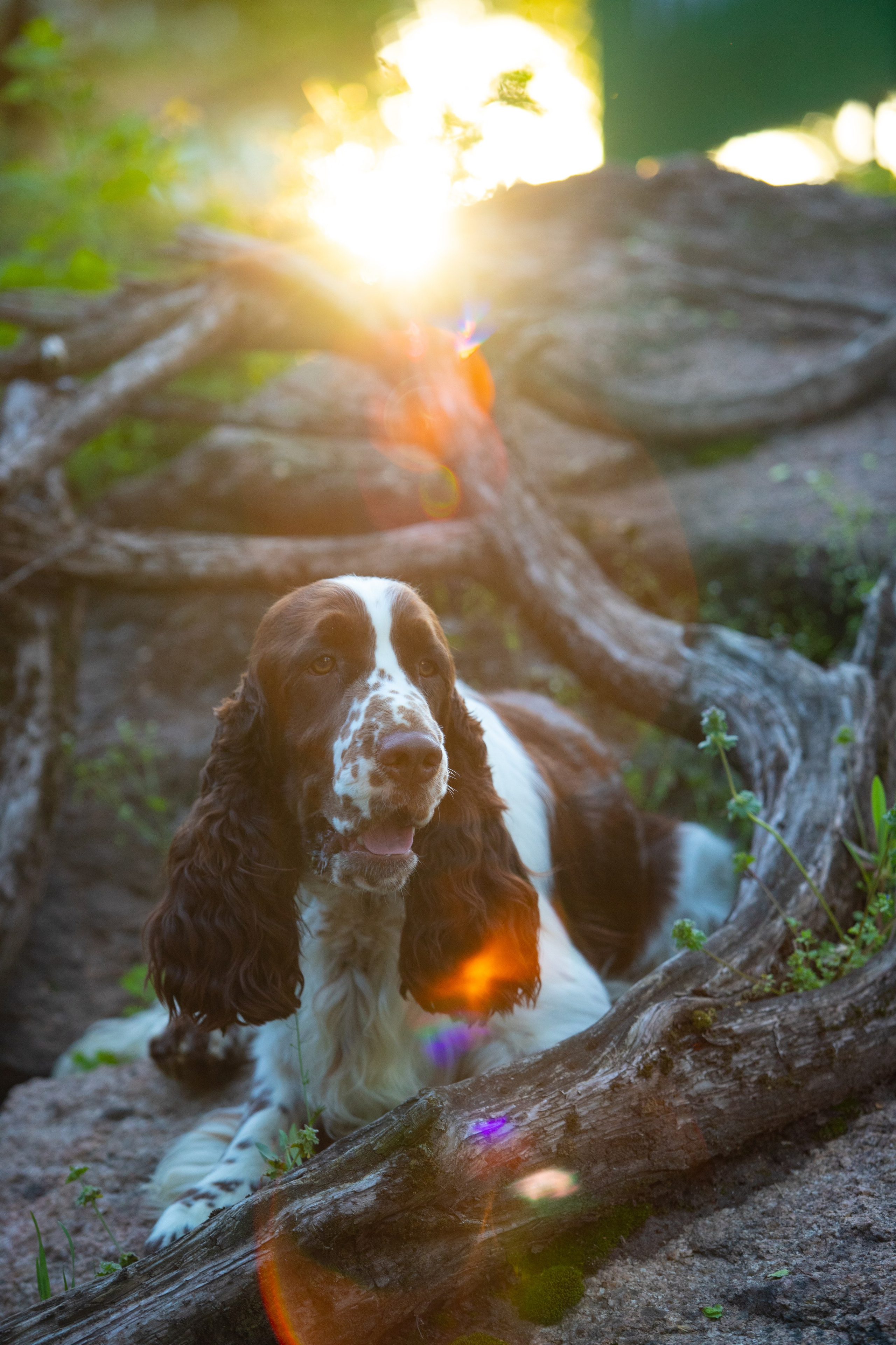 portrait of an English Springer Spaniel