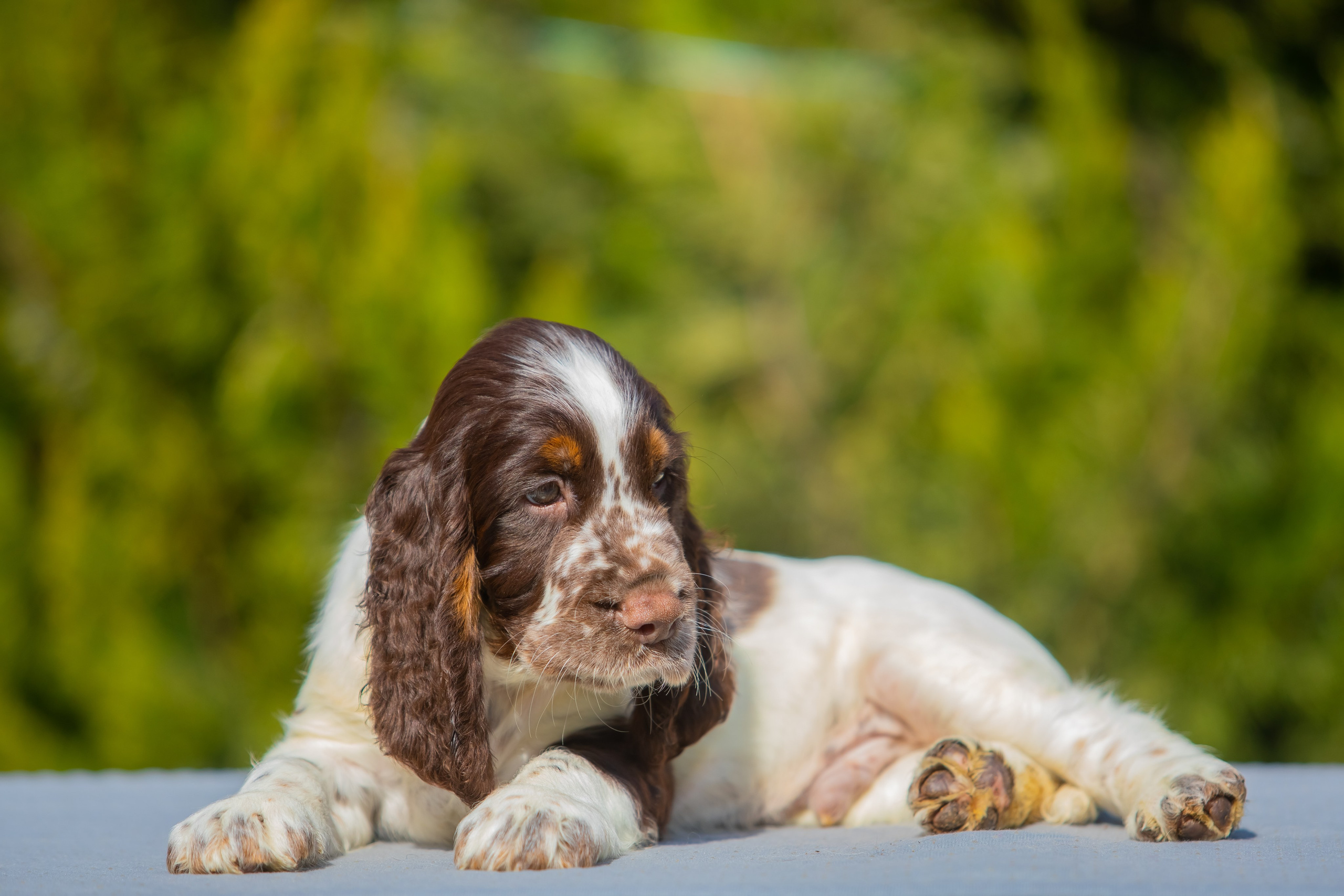 Male — Yellow collar 💛. Website of the titled stud dog of the Springer Spaniel breed