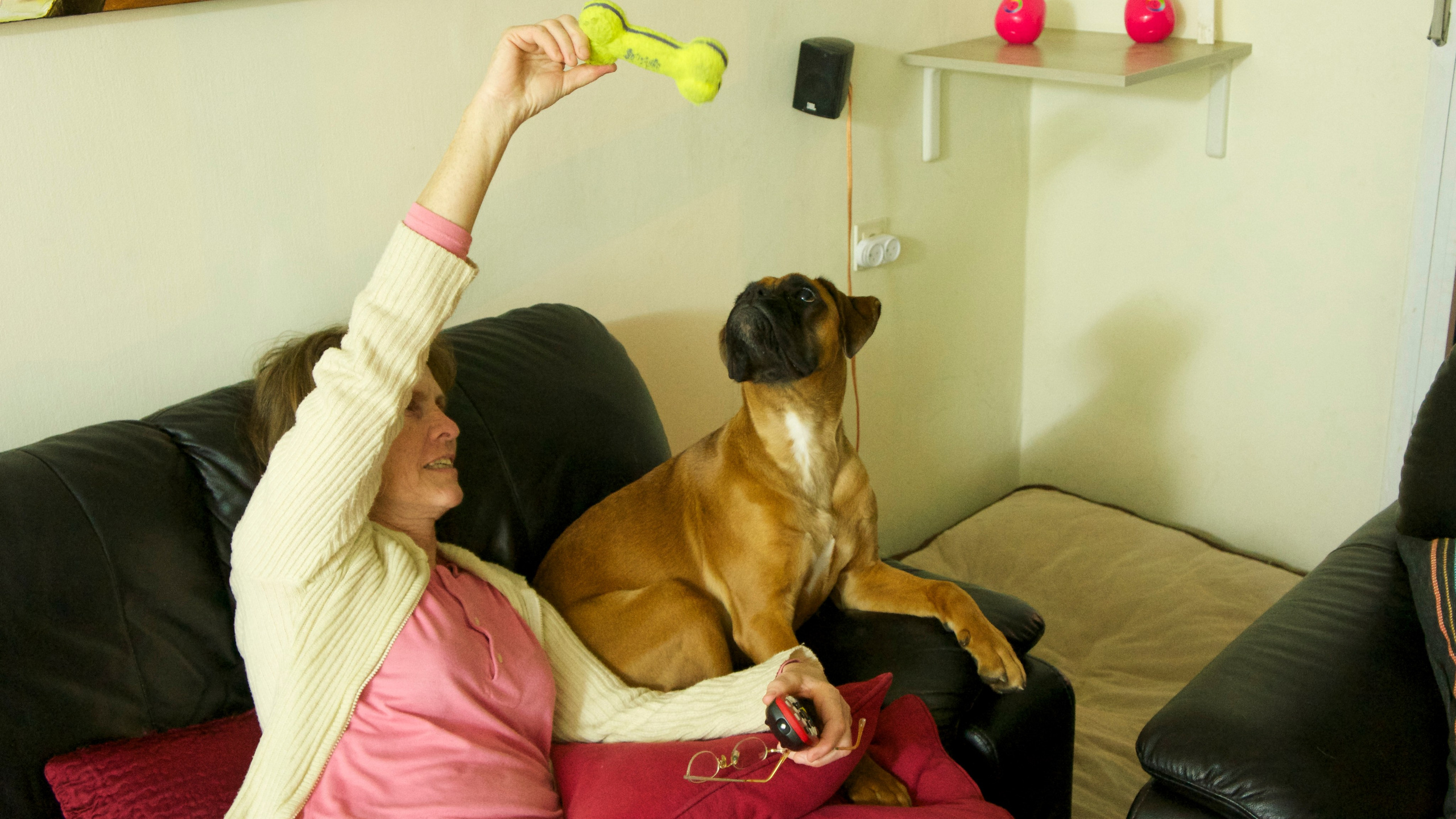 My ״Star״ Boxer Dog