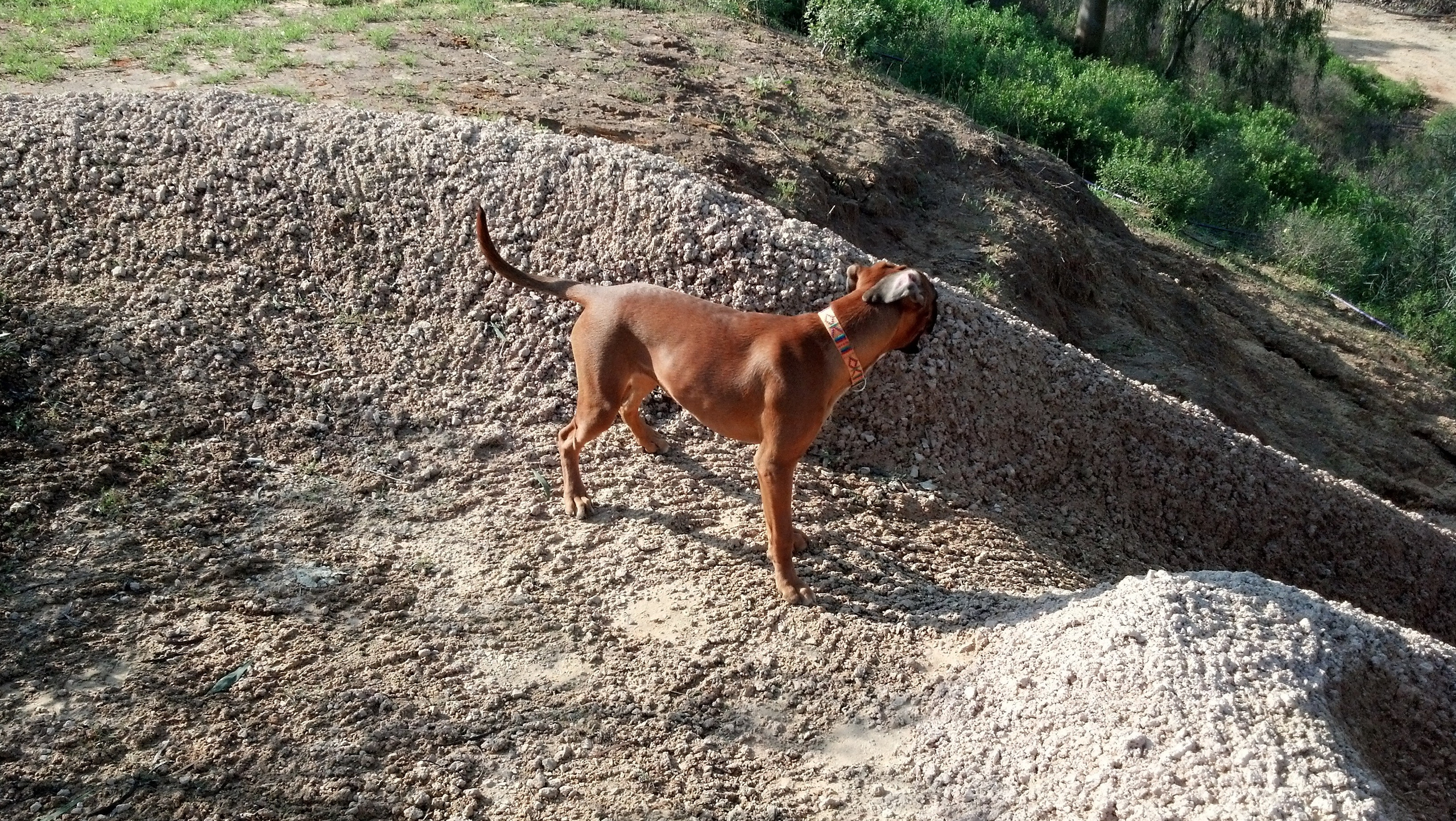 My ״Star״ Boxer Dog