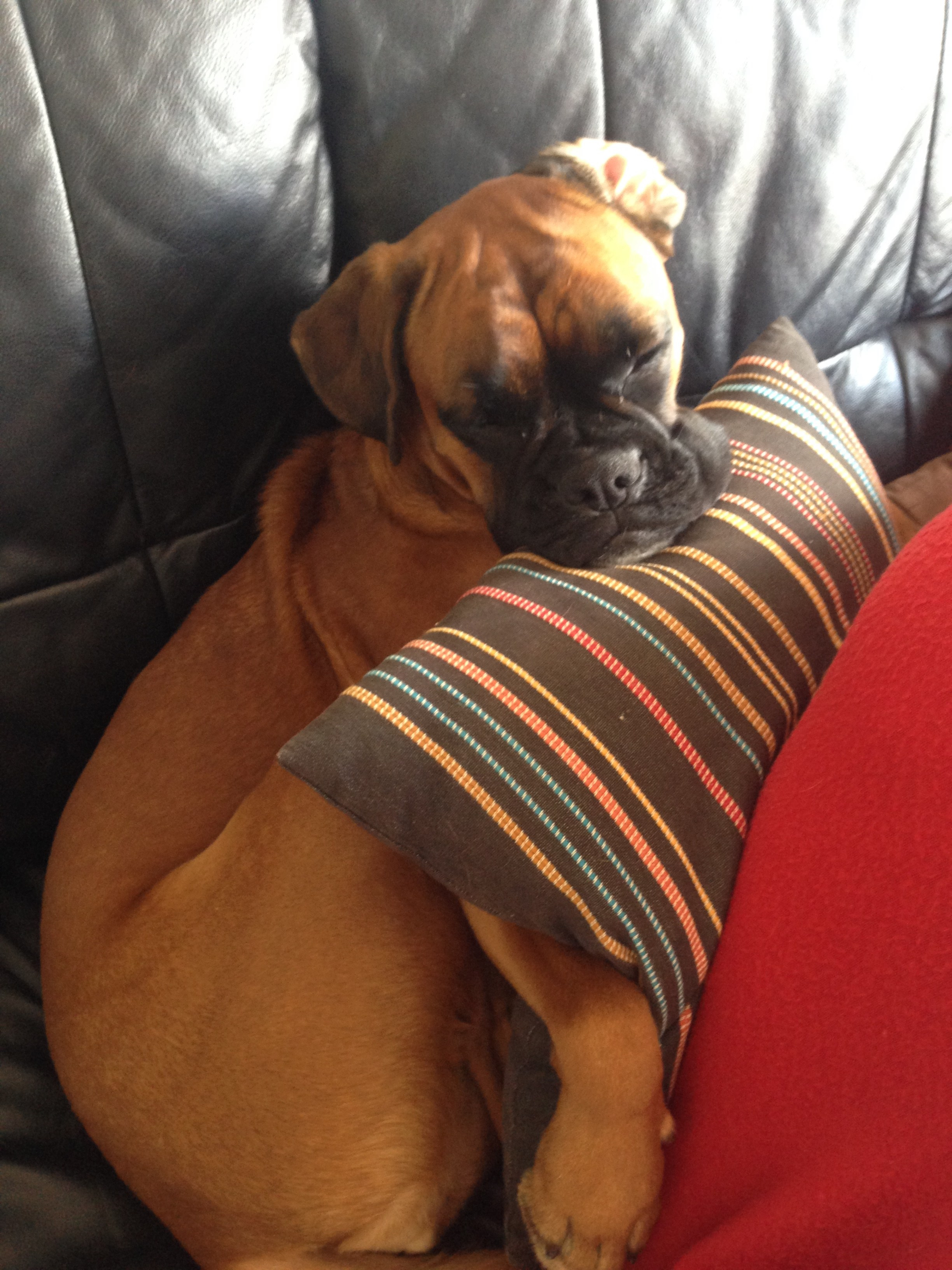 My ״Star״ Boxer Dog