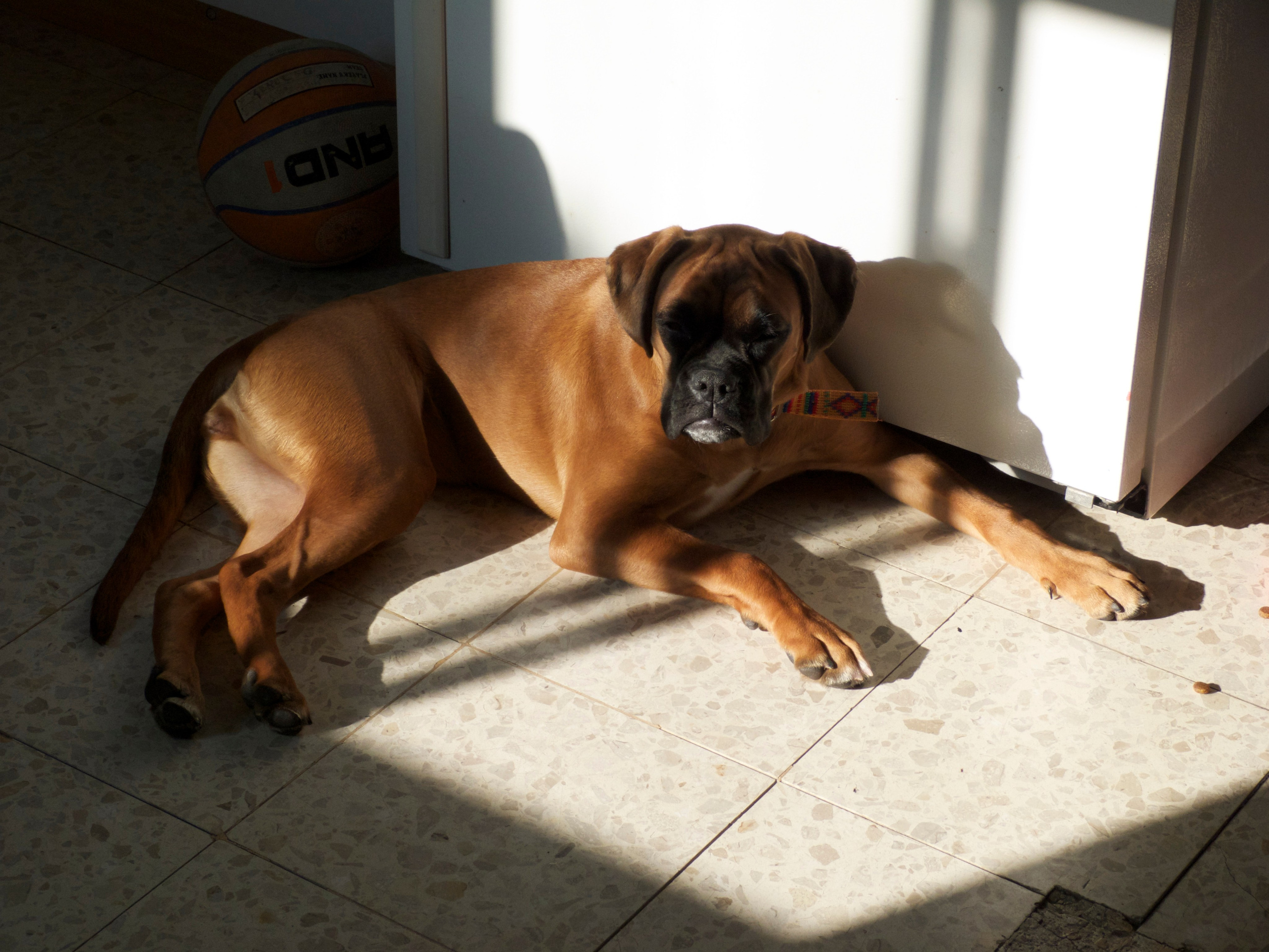 My ״Star״ Boxer Dog