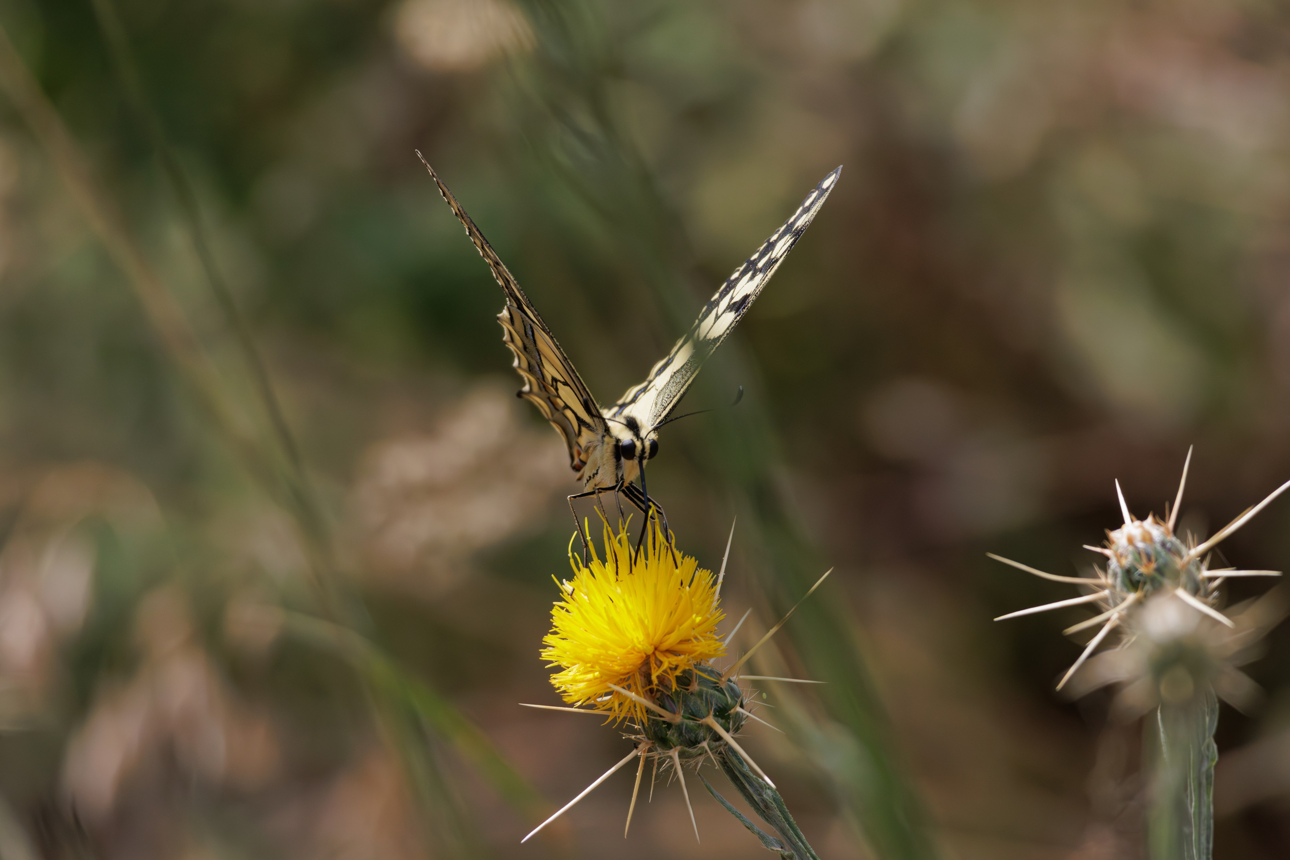 გასეირნება წავკისიდან ვაკის პარკამდე. FramefreeMan