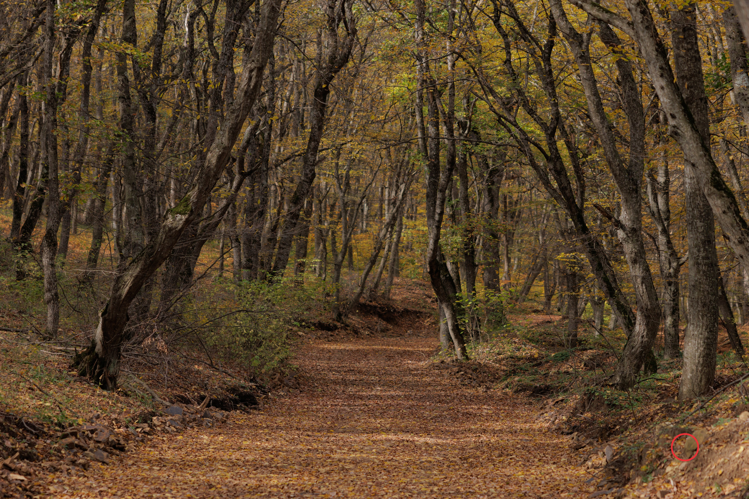 ბუნება. FramefreeMan