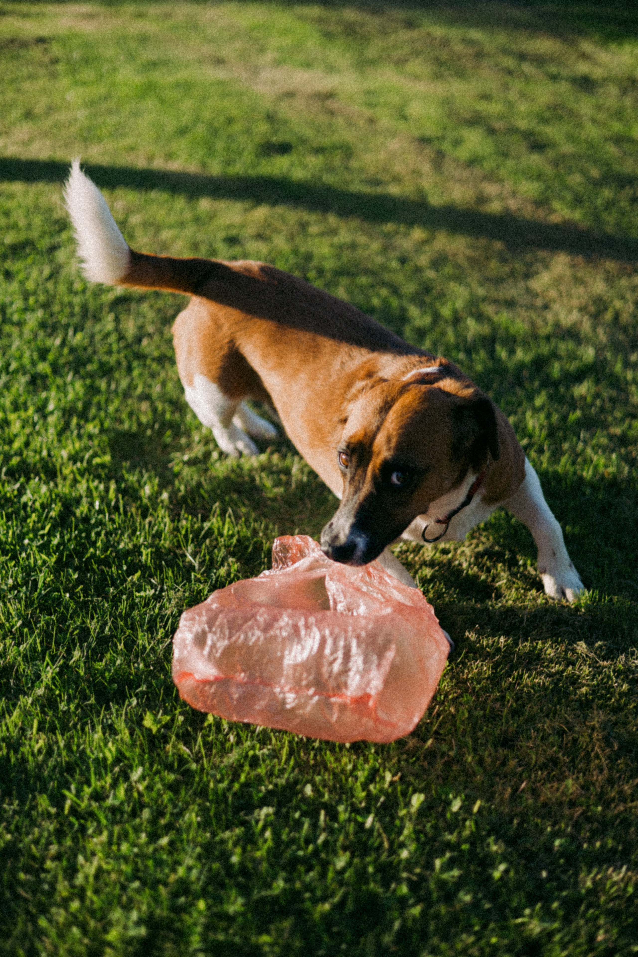 Vasara sode. Портретный фотограф Александра Самозванова