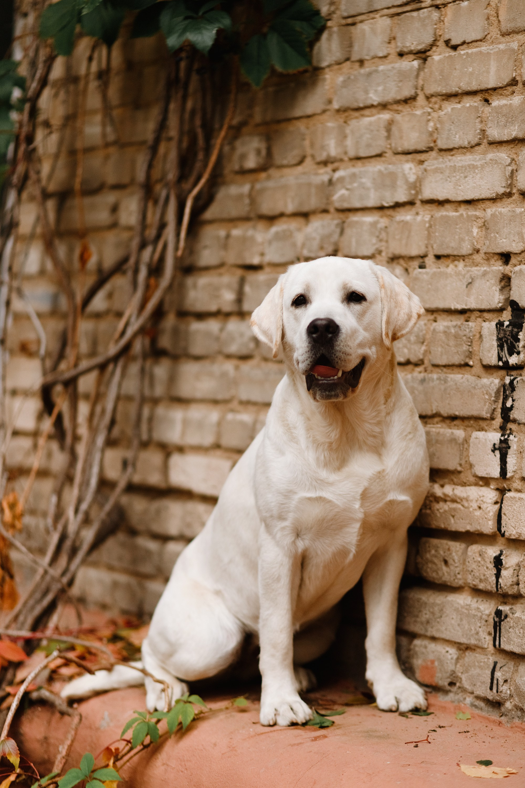 Tatiana & Tessa. Kaja | fotograf we Wrocławiu | ludzie i psy