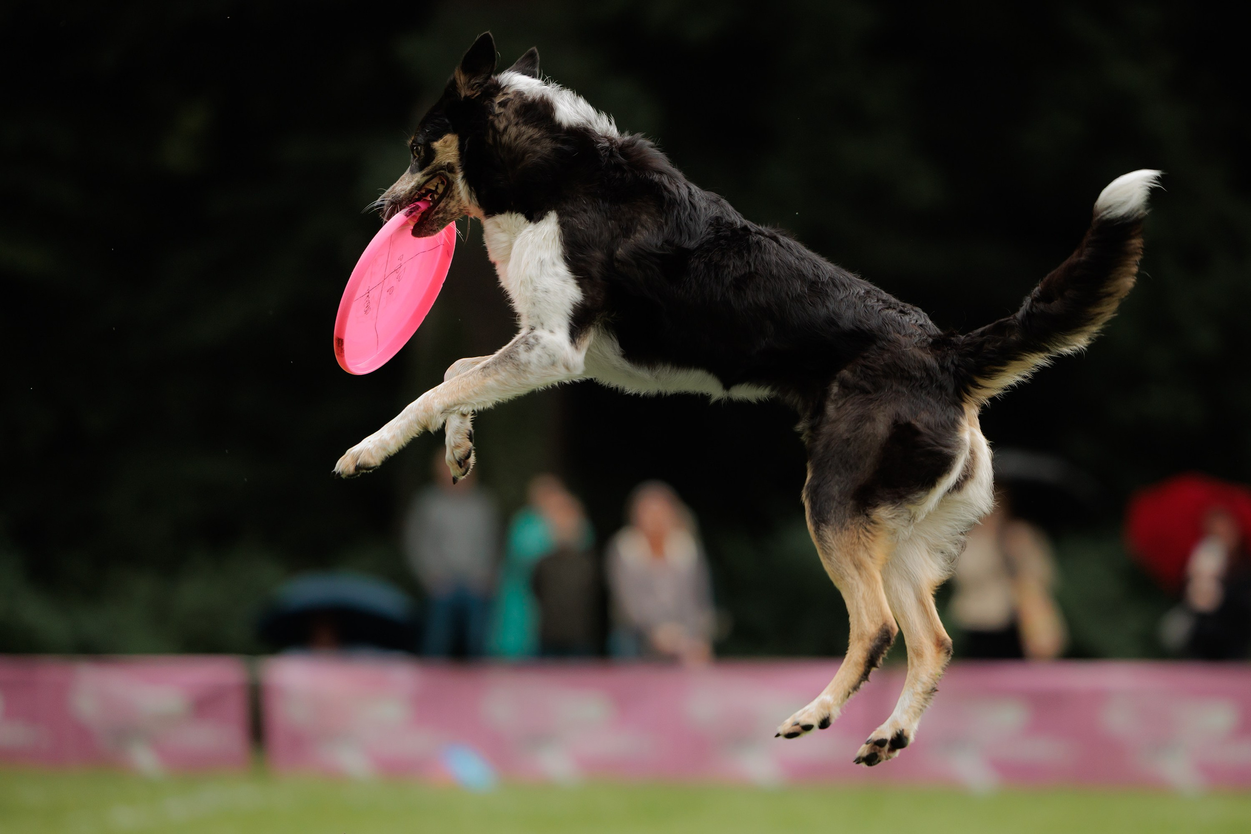 Latające psy, Wrocław'25. Kaja | fotograf psów we Wrocławiu