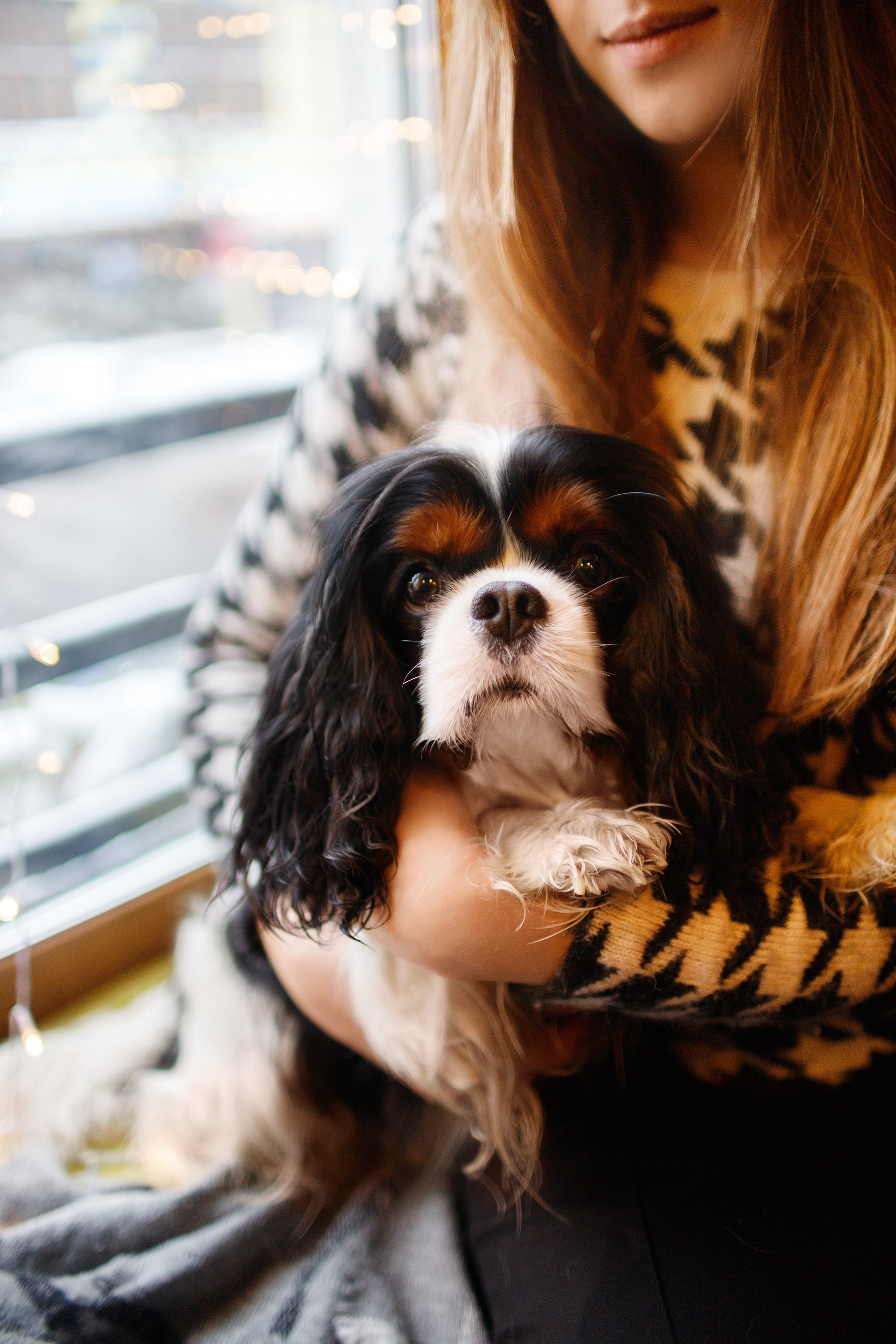 Uliana & winter spaniels. Kaja | fotograf psów we Wrocławiu