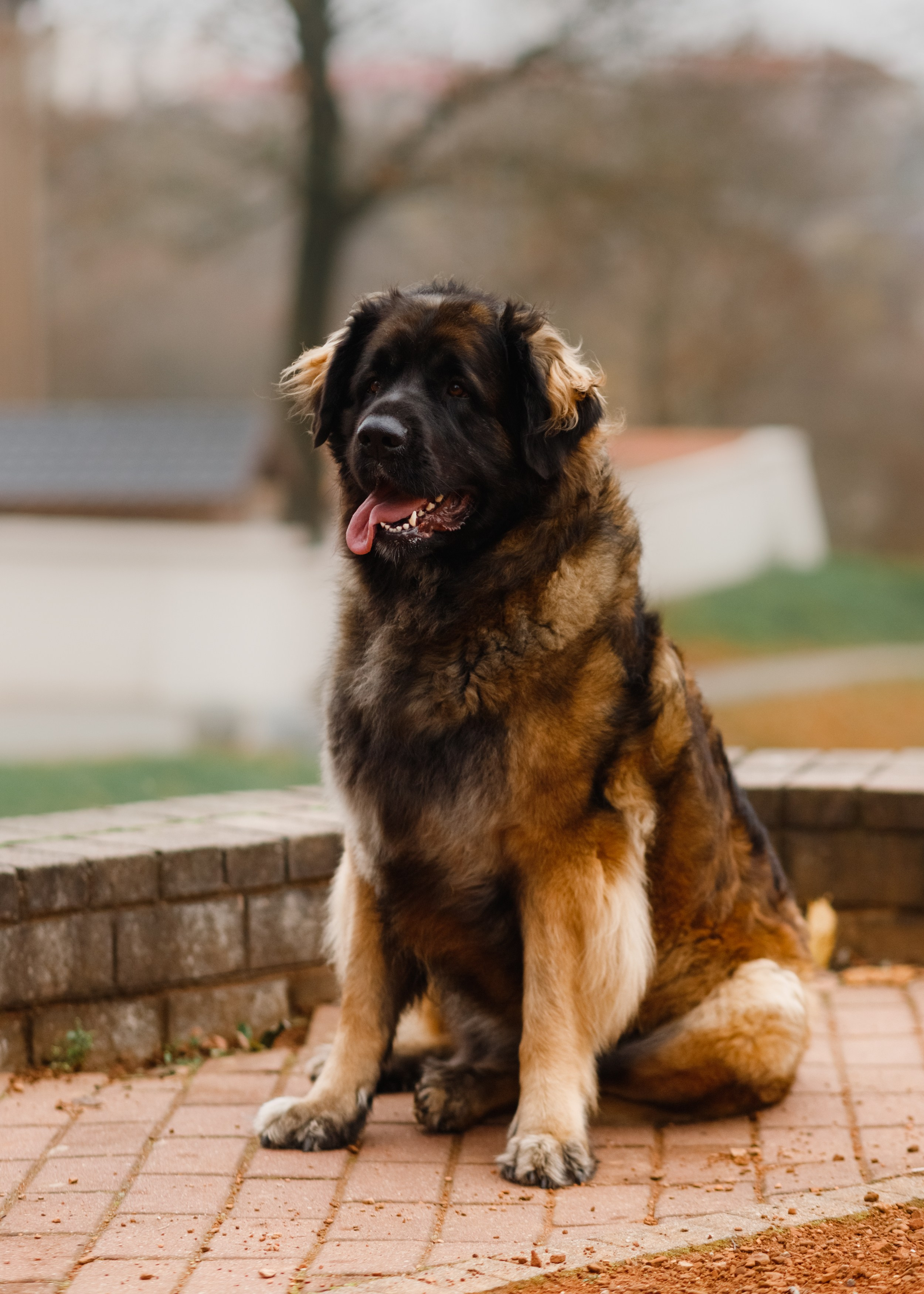 Leonbergers. Kaja | fotograf we Wrocławiu | ludzie i psy