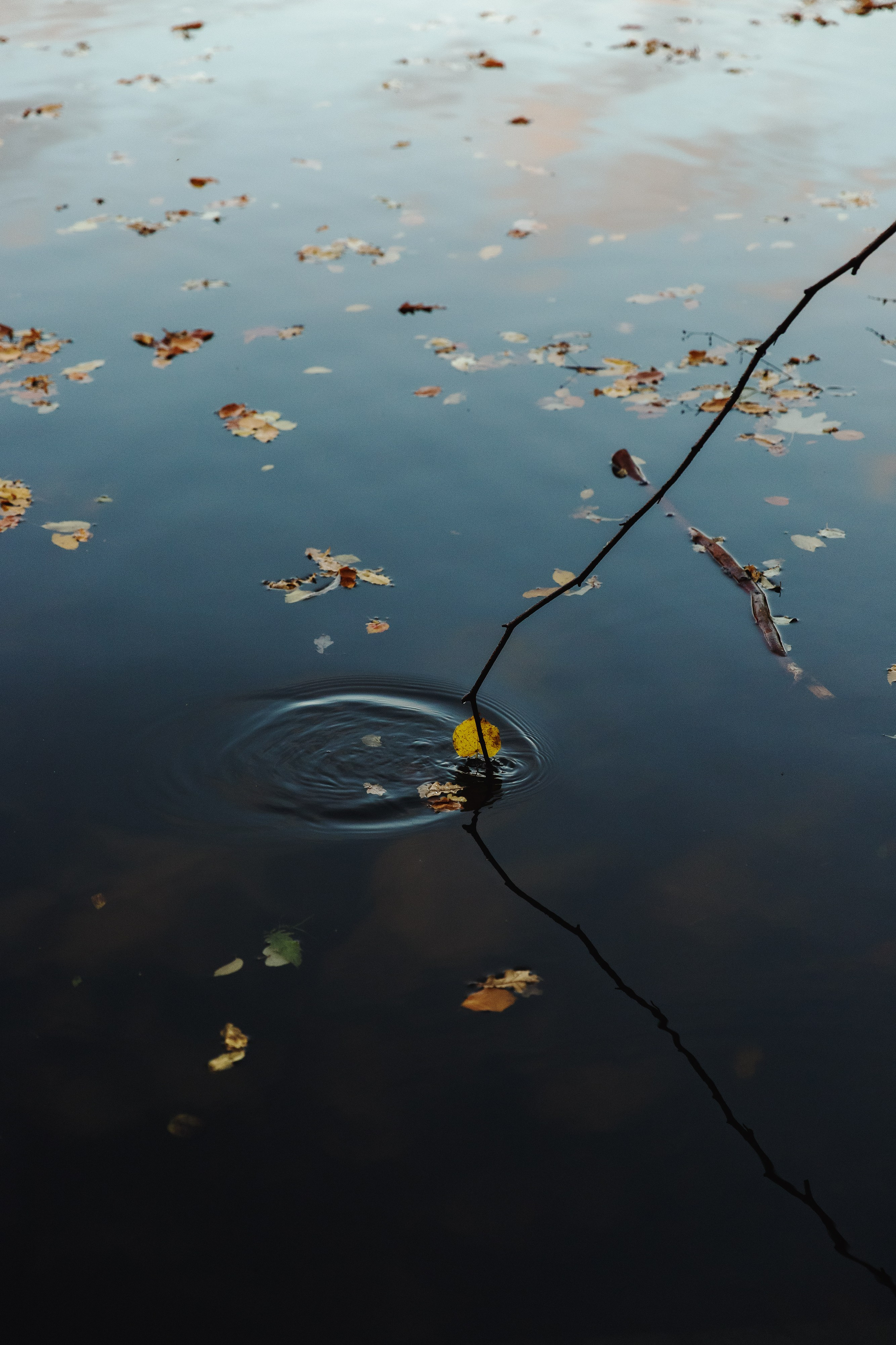 Tatiana & Adam. Kaja | fotograf psów we Wrocławiu