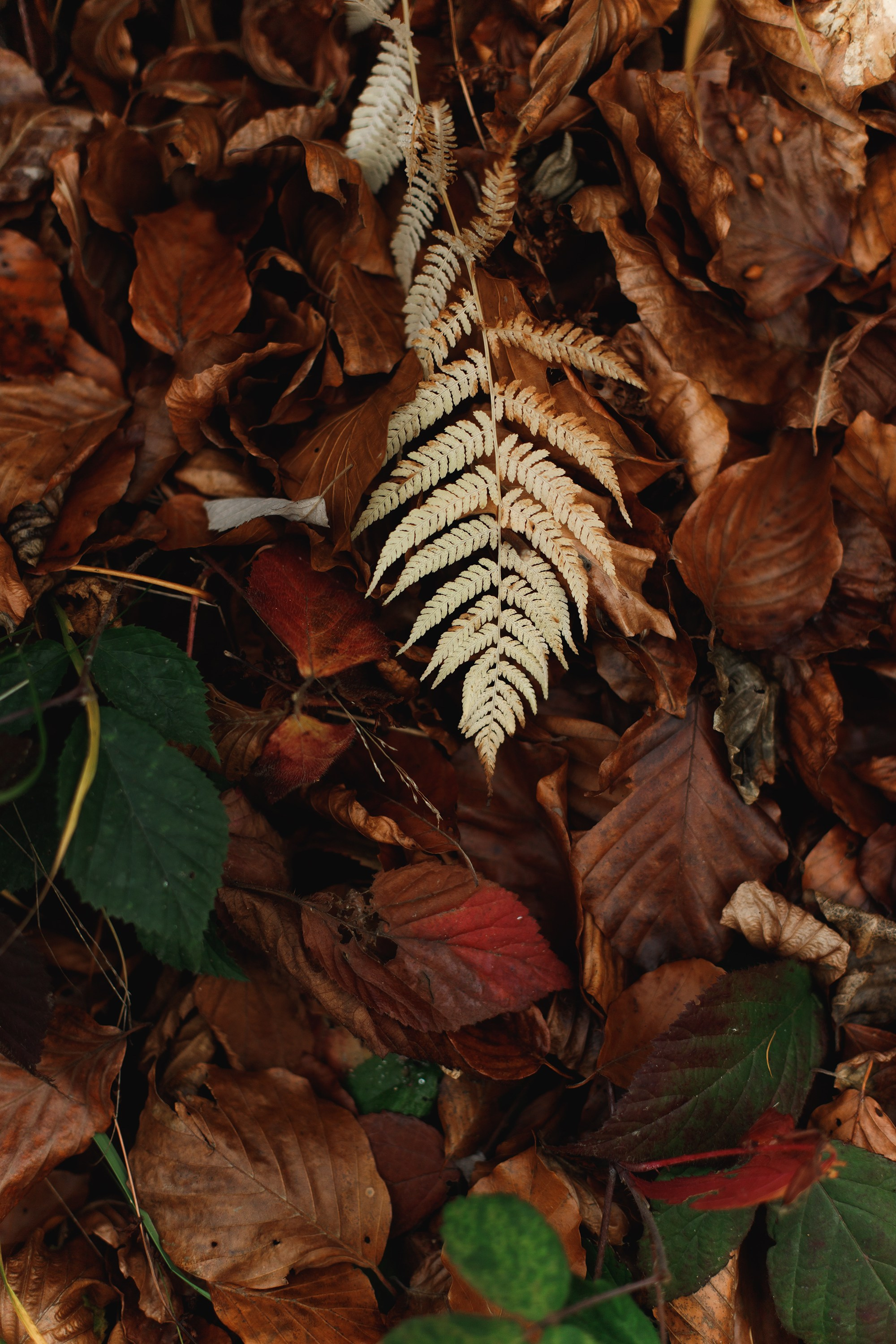 Sowie góry. Kaja | fotograf we Wrocławiu | ludzie i psy