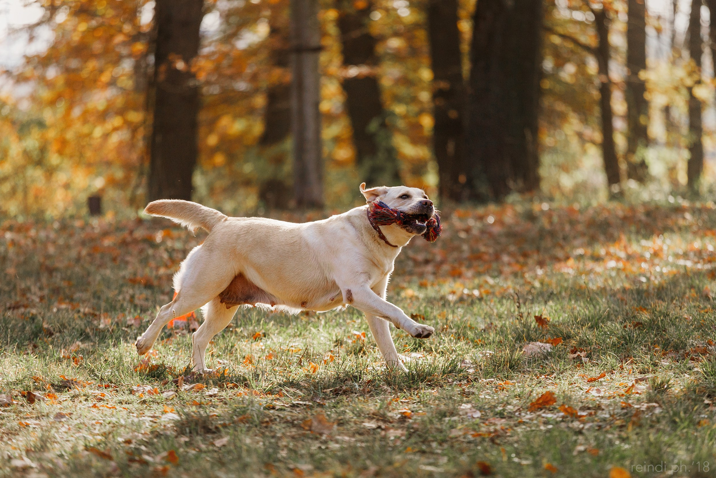 Frisbee and dog puller championship | autumn. Kaja | fotograf we Wrocławiu | ludzie i psy
