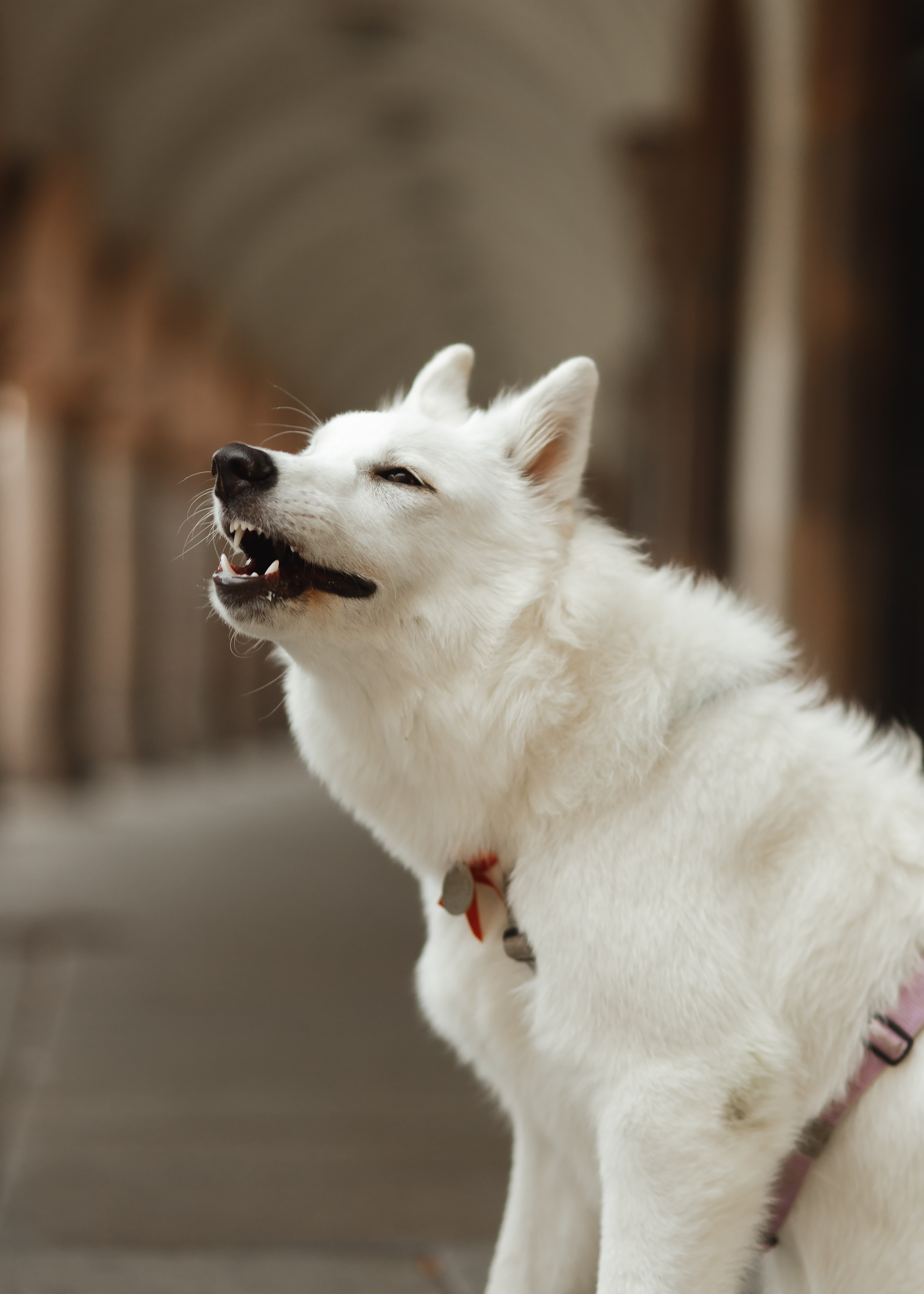 Astra in Leipzig. Kaja | fotograf we Wrocławiu | ludzie i psy