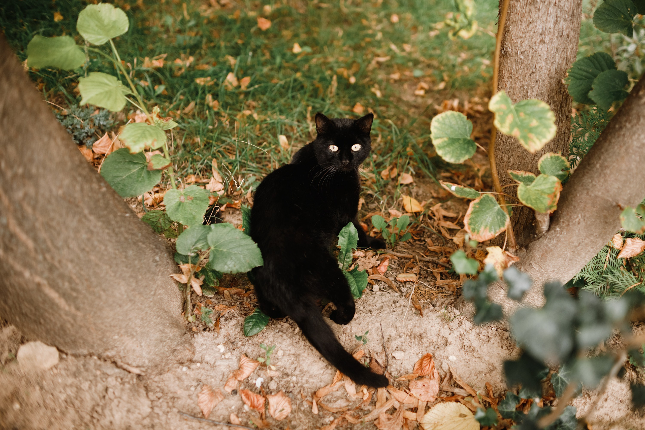 Grodno. Kaja | fotograf we Wrocławiu | ludzie i psy