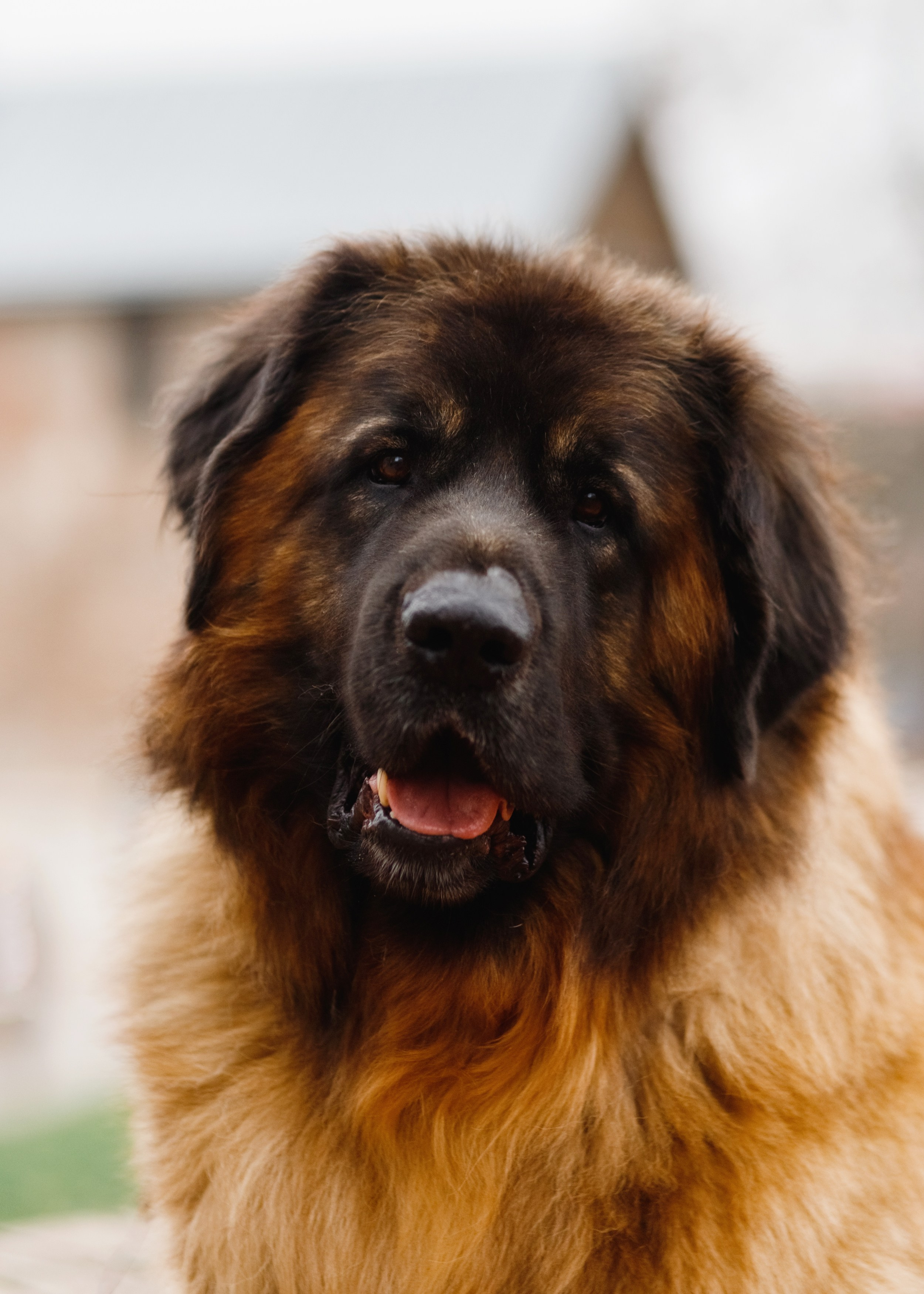 Leonbergers. Kaja | fotograf we Wrocławiu | ludzie i psy