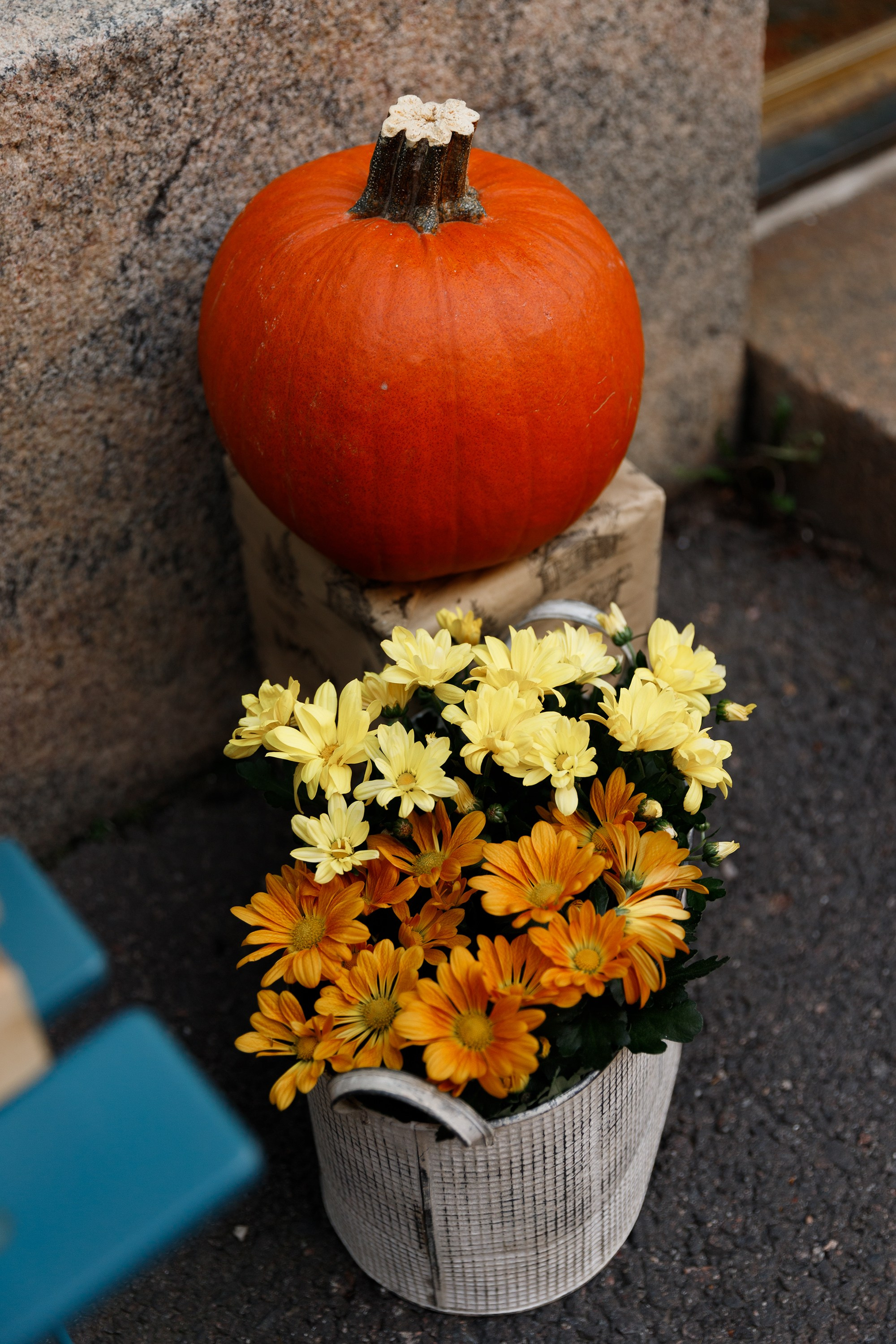 Helsinki. Kaja | fotograf psów we Wrocławiu