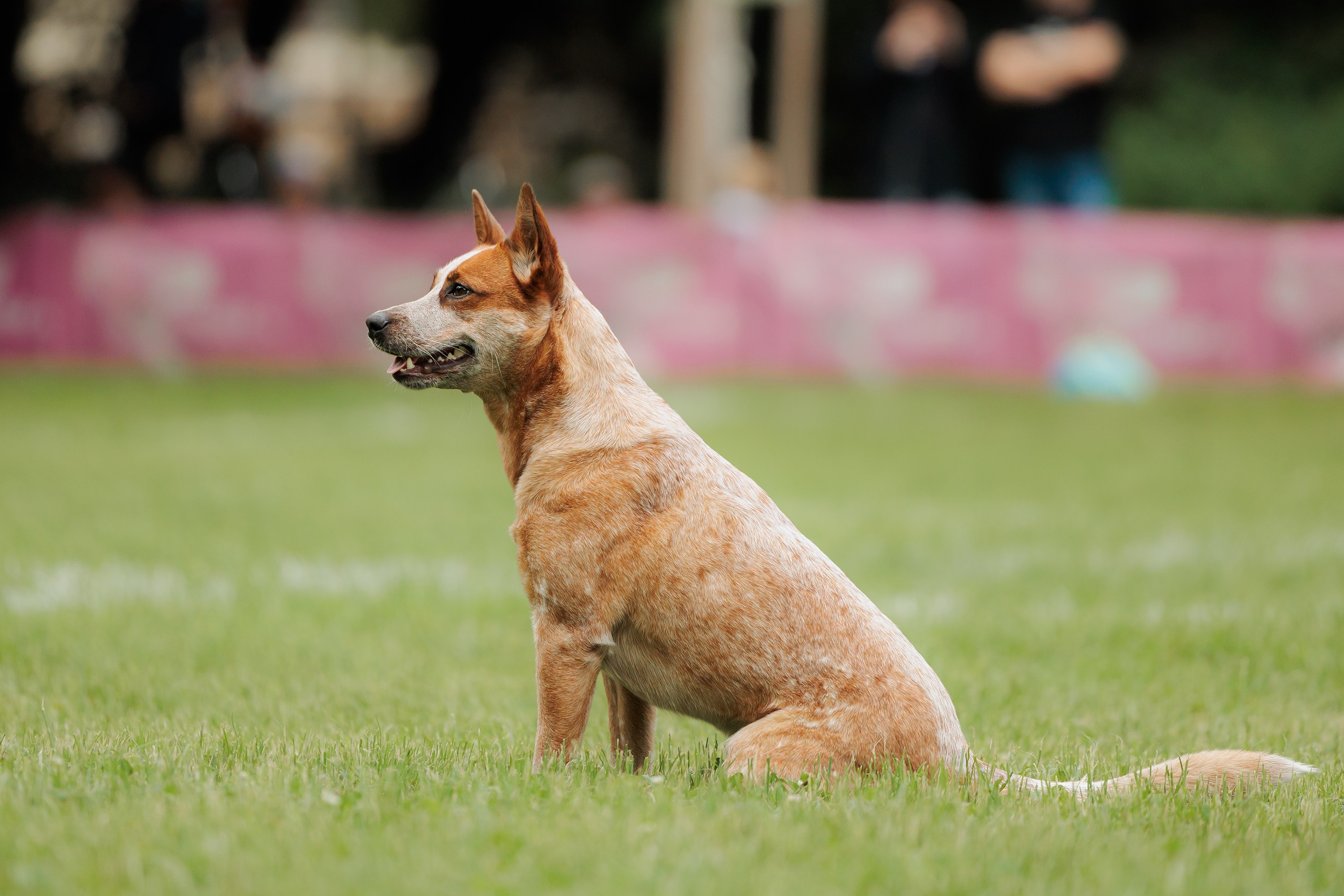 Latające psy, Wrocław'25. Kaja | fotograf psów we Wrocławiu
