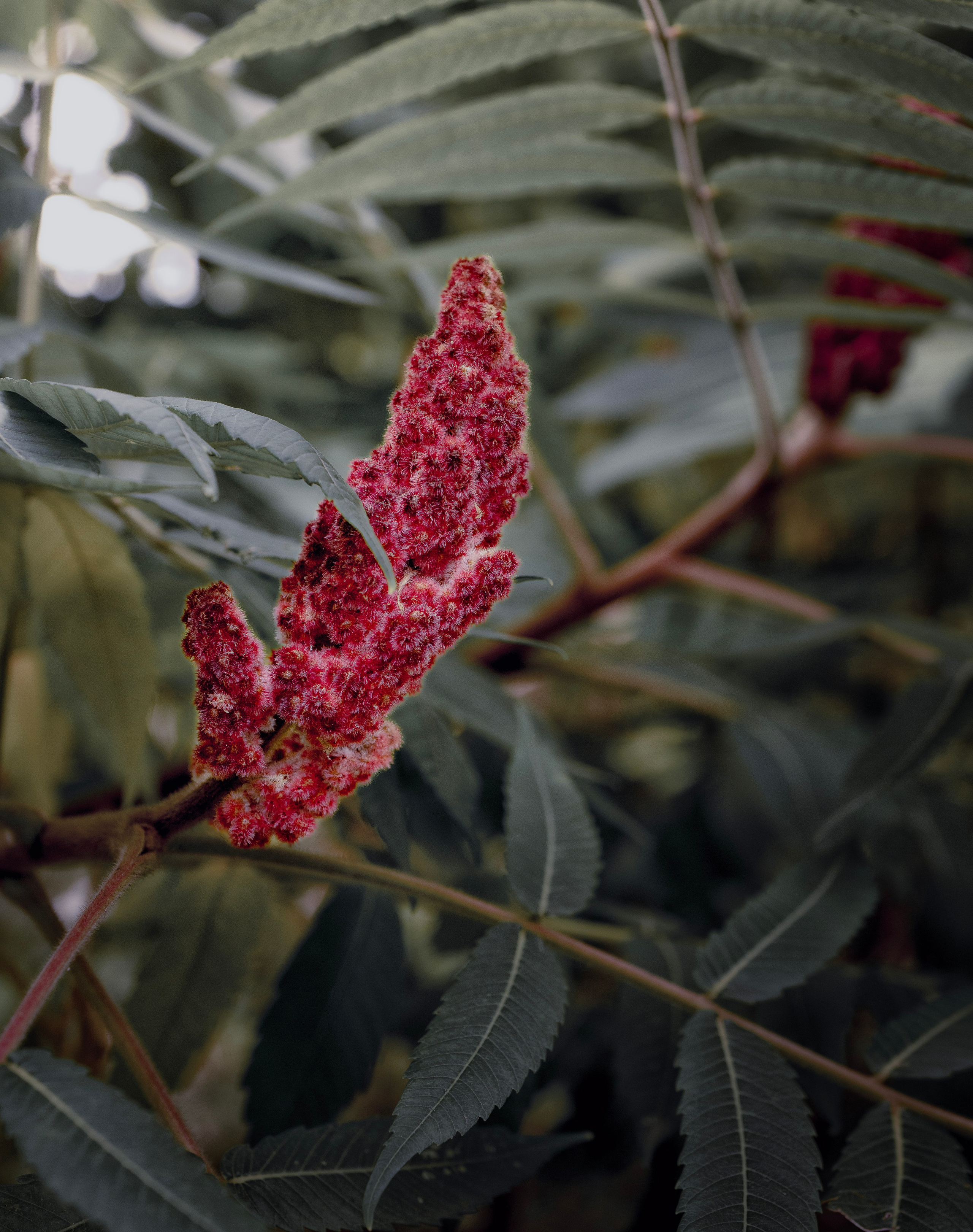 Blumen. LUKIN IGOR Photography