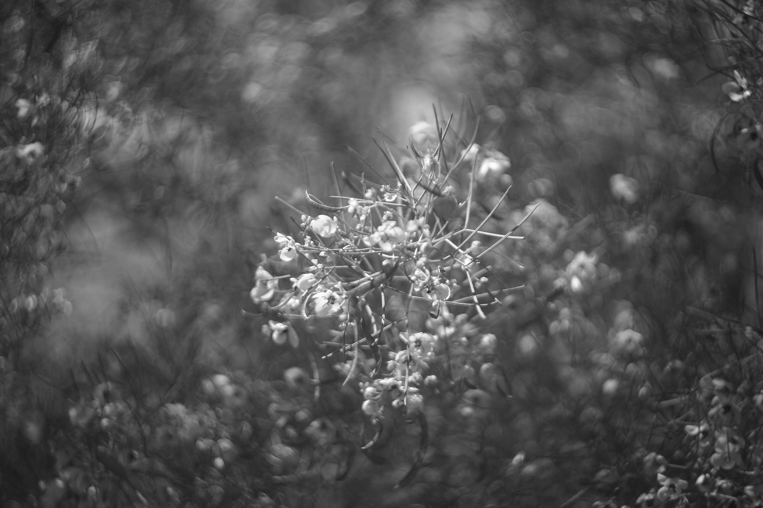 Marlene. Anastasia Post: Wedding and Editorial Photography