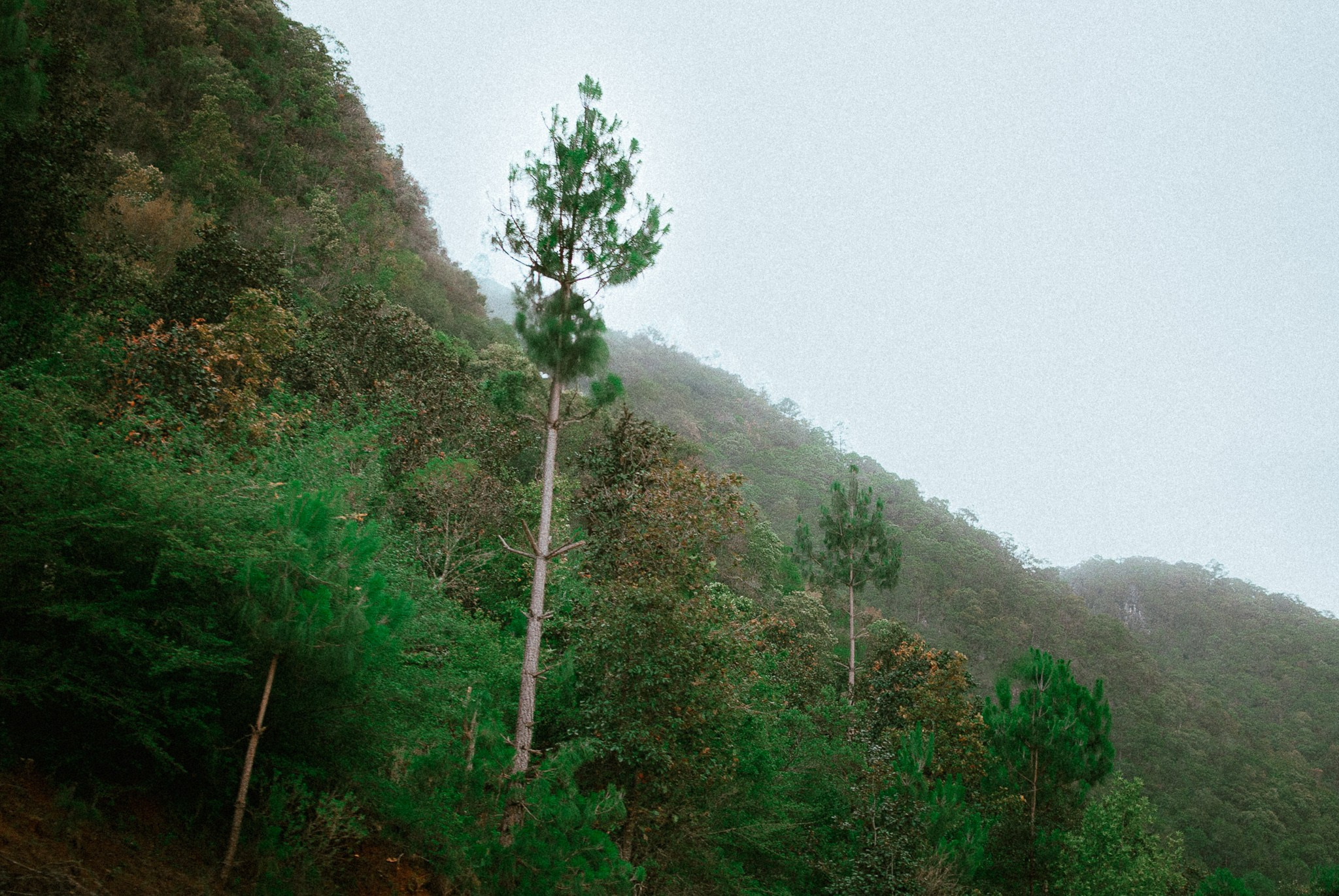 Bosques de San Cristóbal. 2025. Fotógrafo en Villahermosa | ERALPUCHE
