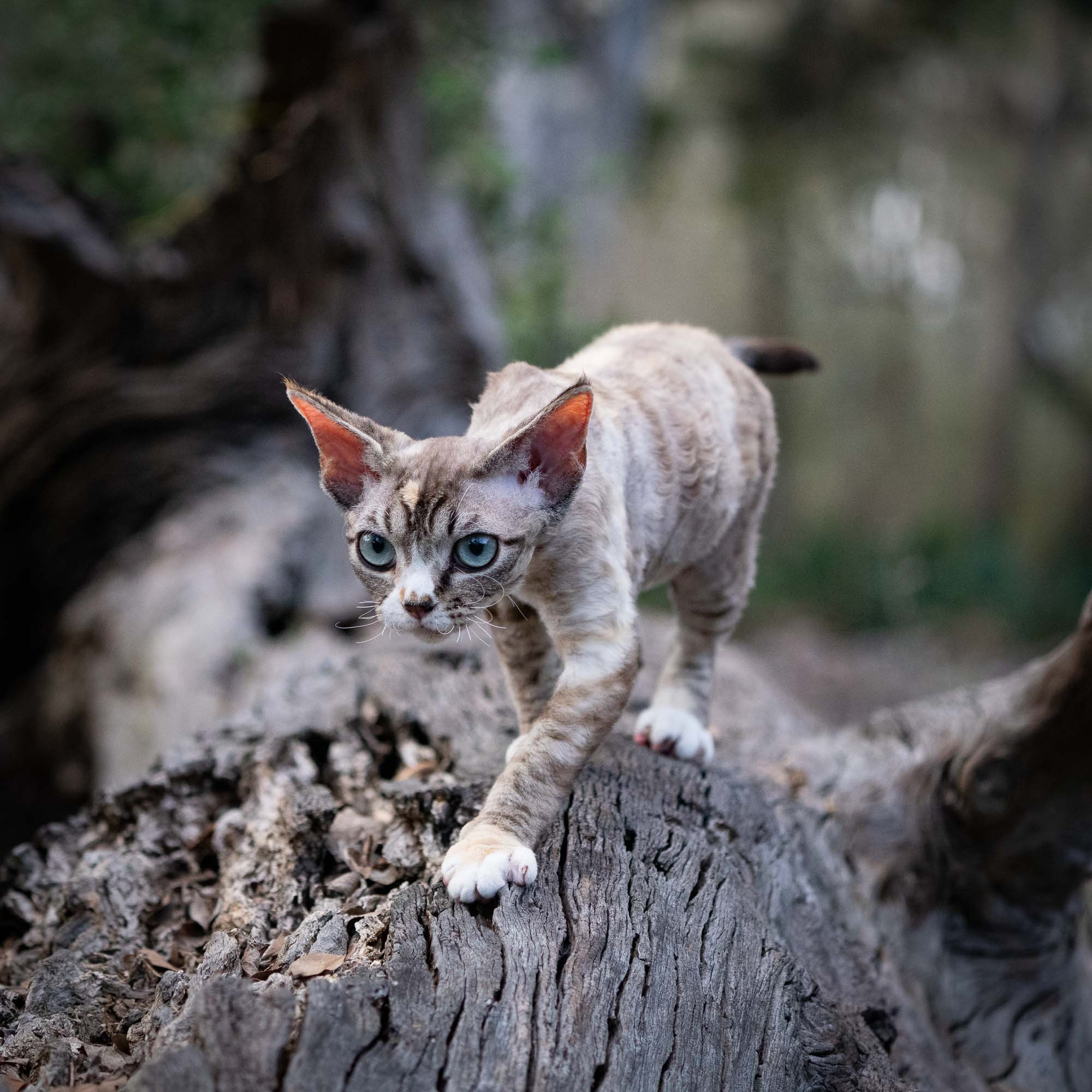 Kasia,  girl, born 07.02.2025. Devon Rex Pixie Cattery