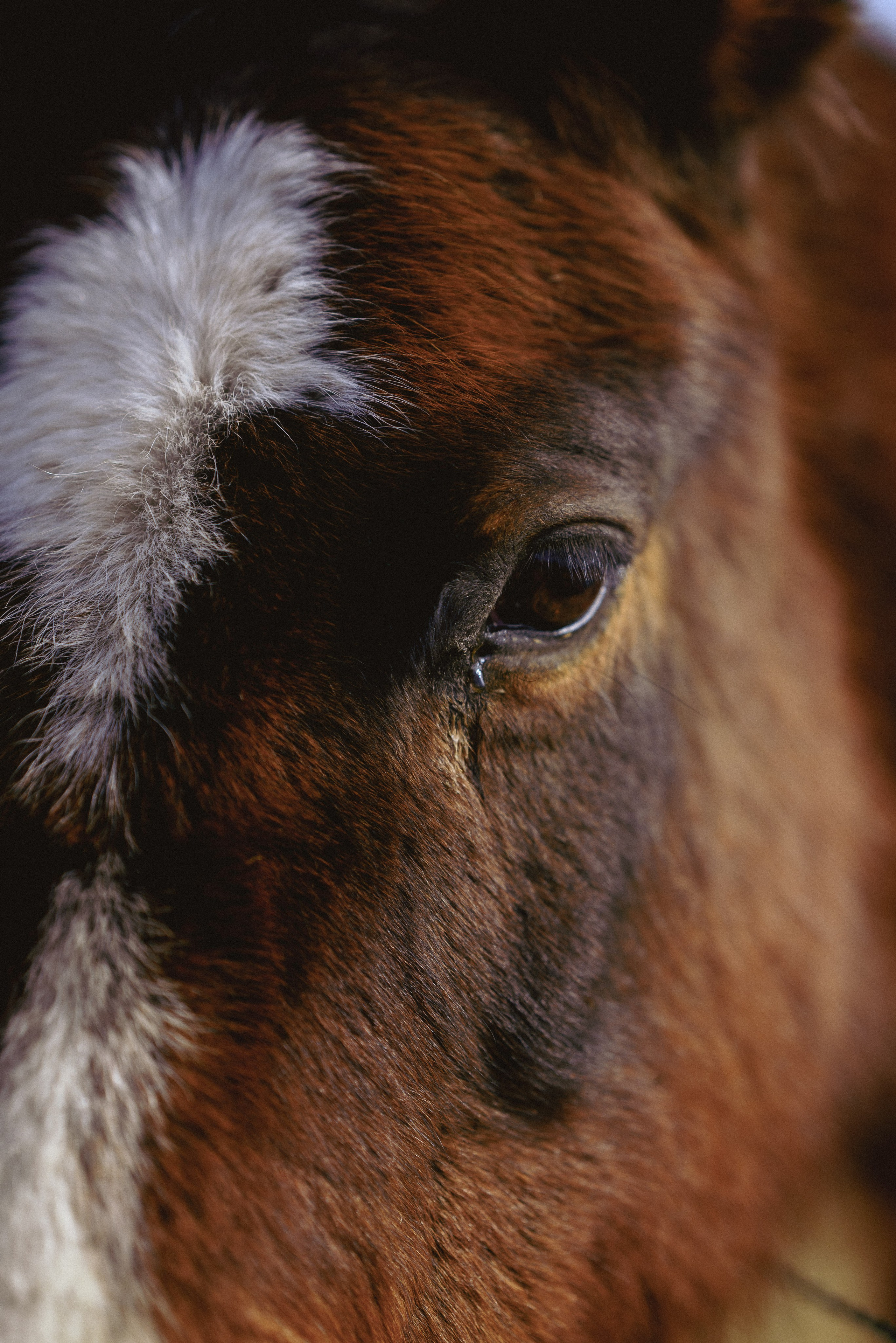 Farm animals. Victoria Lyubchenko — fine art photography in Bismarck, ND