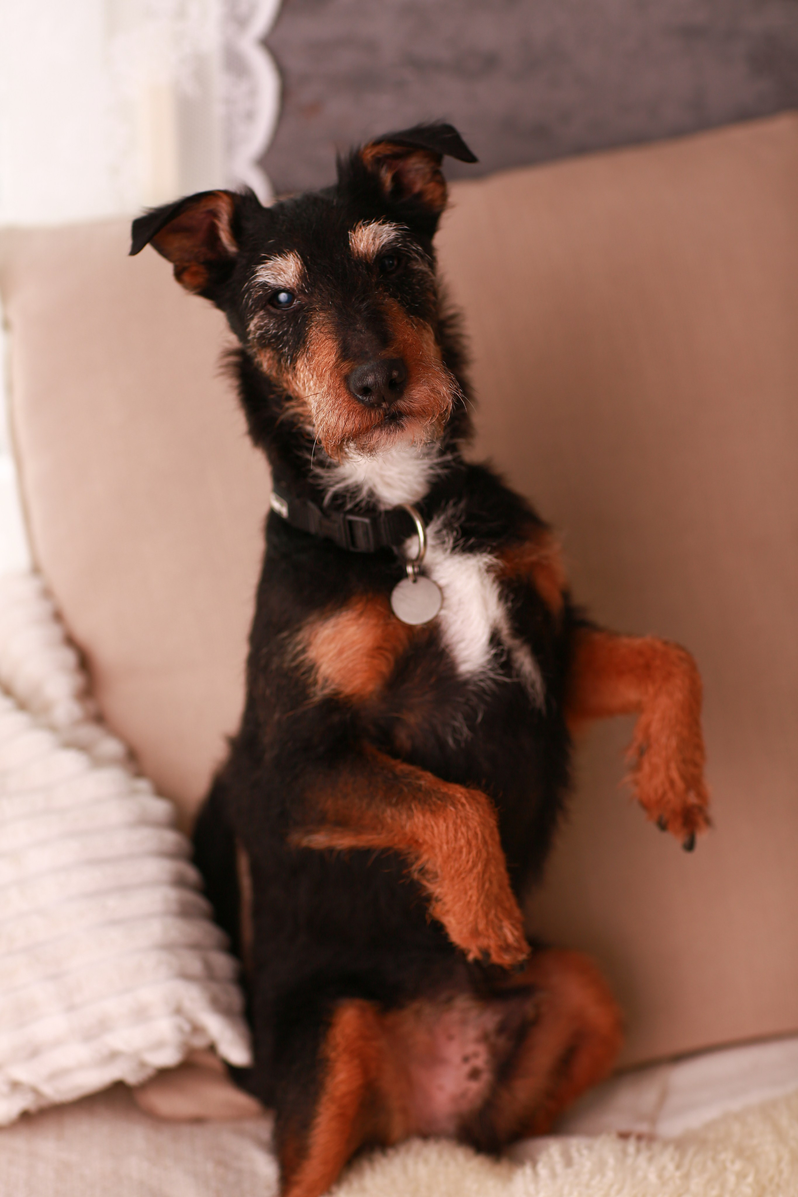 Haustiere. Neugeborenen, Familien, Geschwister Fotografin aus Delmenhorst