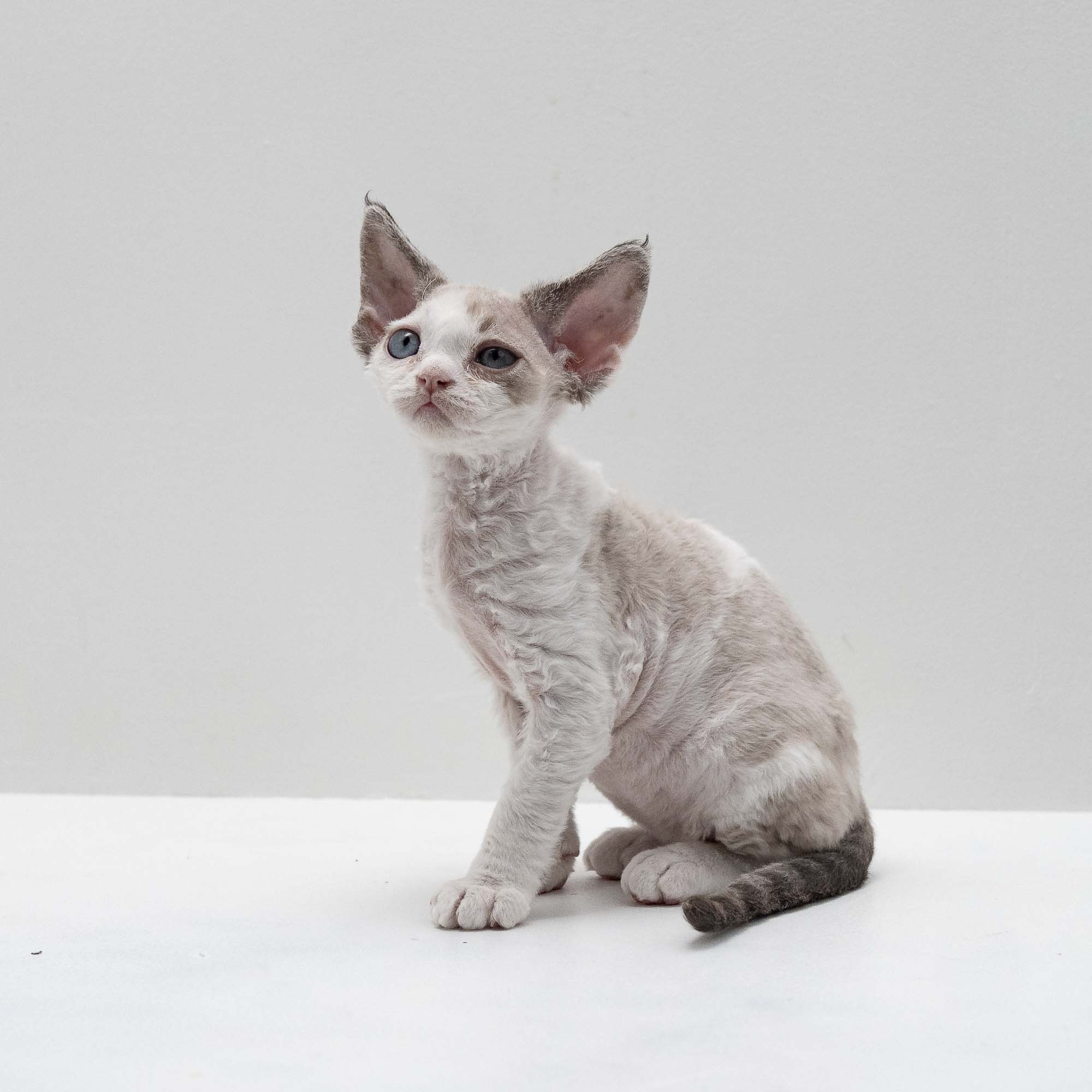 Frodo, boy, born on 01.01.25. Devon Rex Pixie Cattery