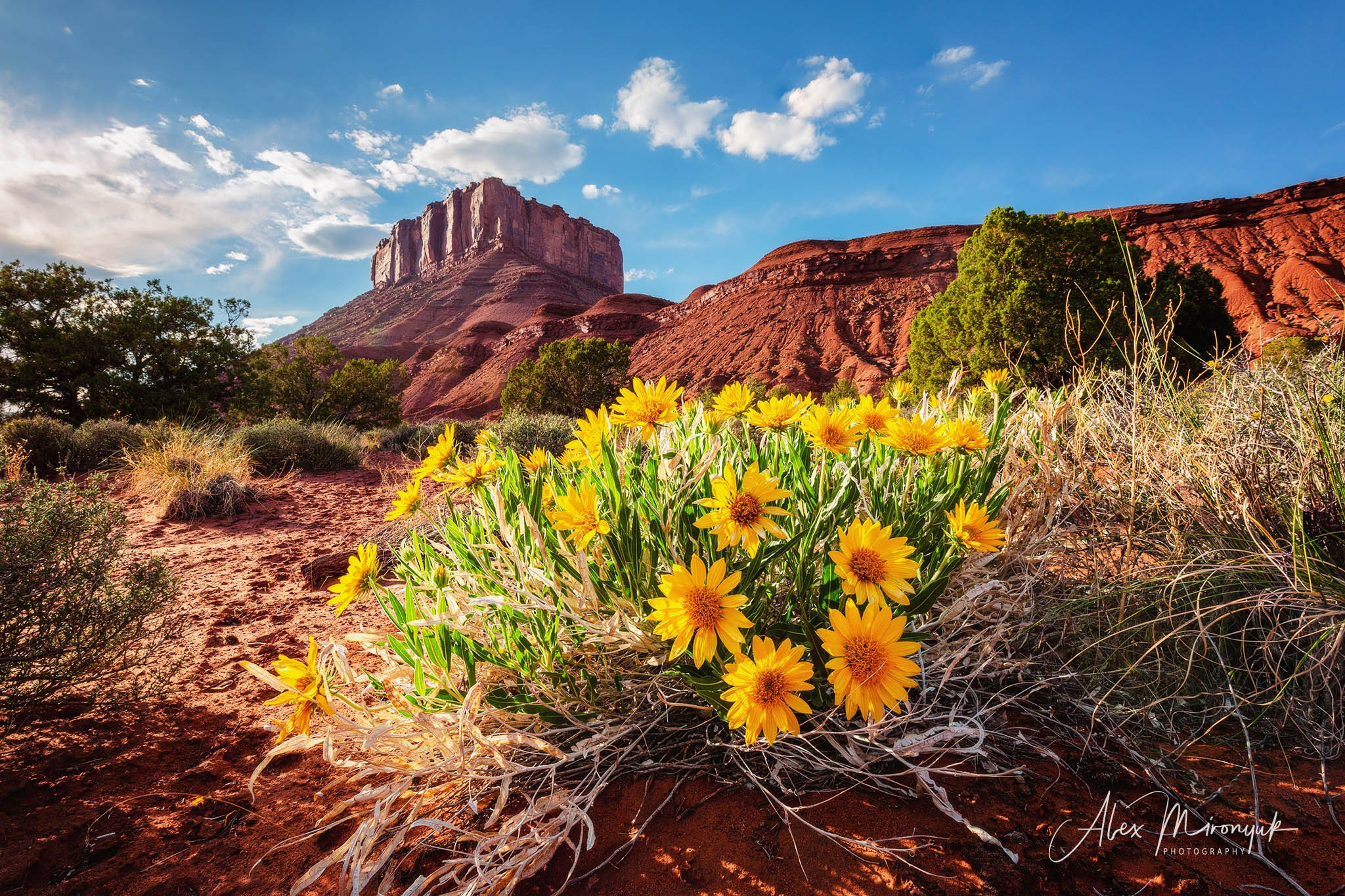 New Year In Utah. Pet, Senior, Landscape, portrait studio, photographer in Miami and Sou