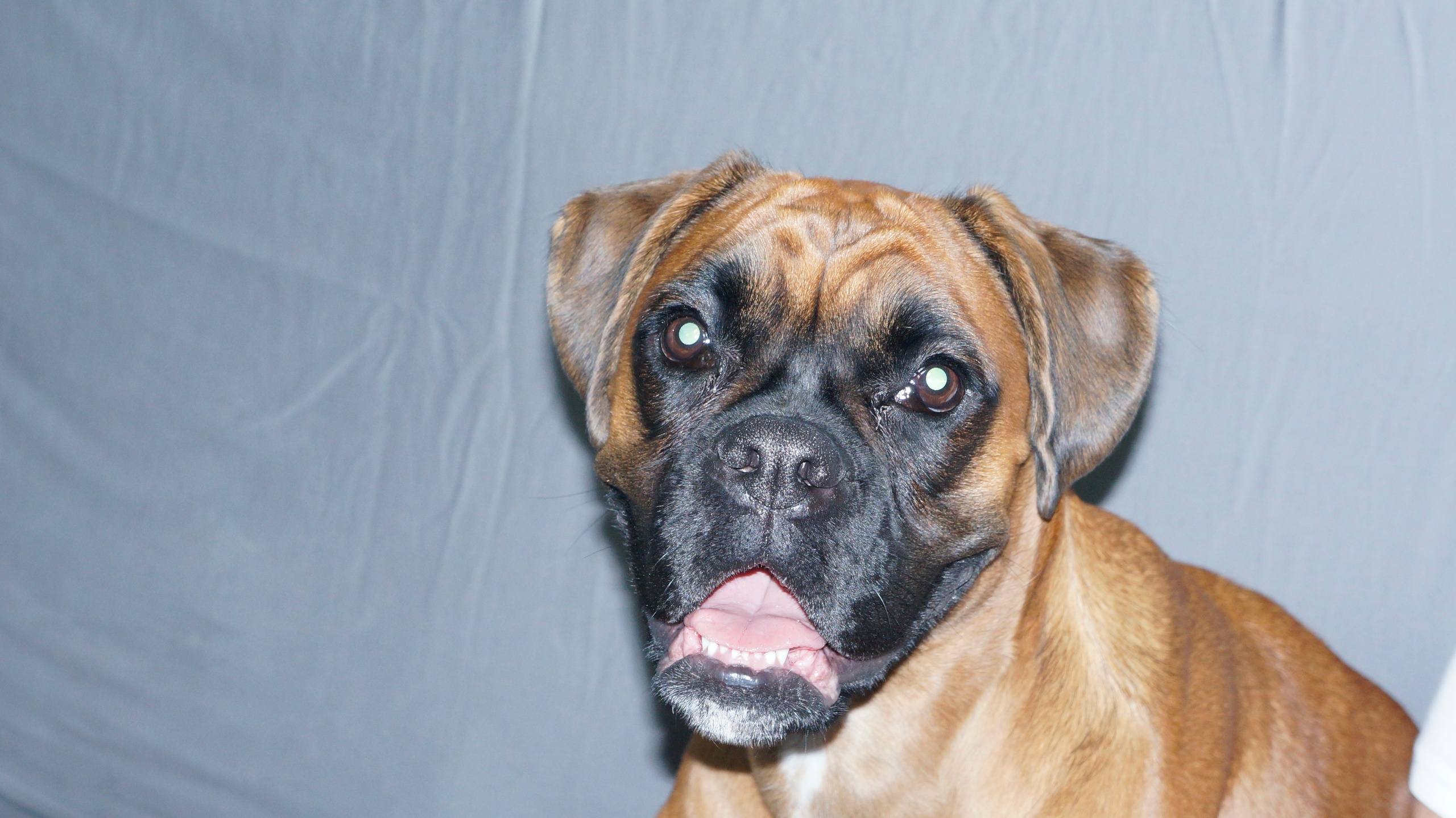 My ״Star״ Boxer Dog