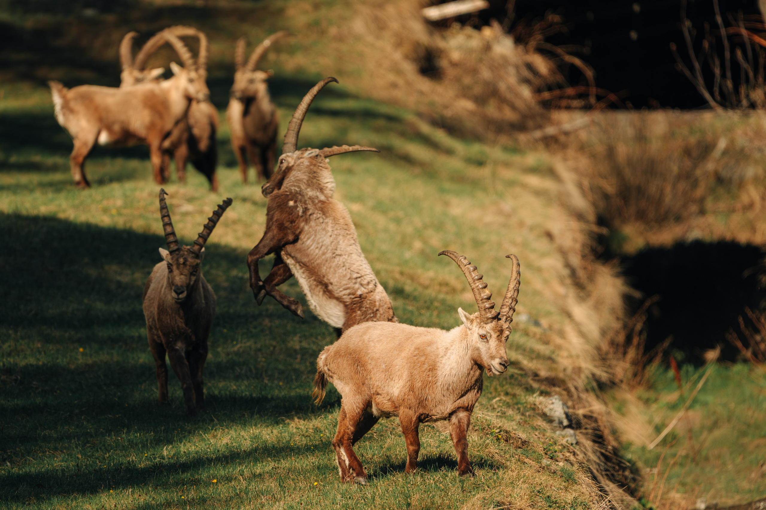 Capricorns in Pontresina. Lutsenko Visuals — Photography & Visual Content