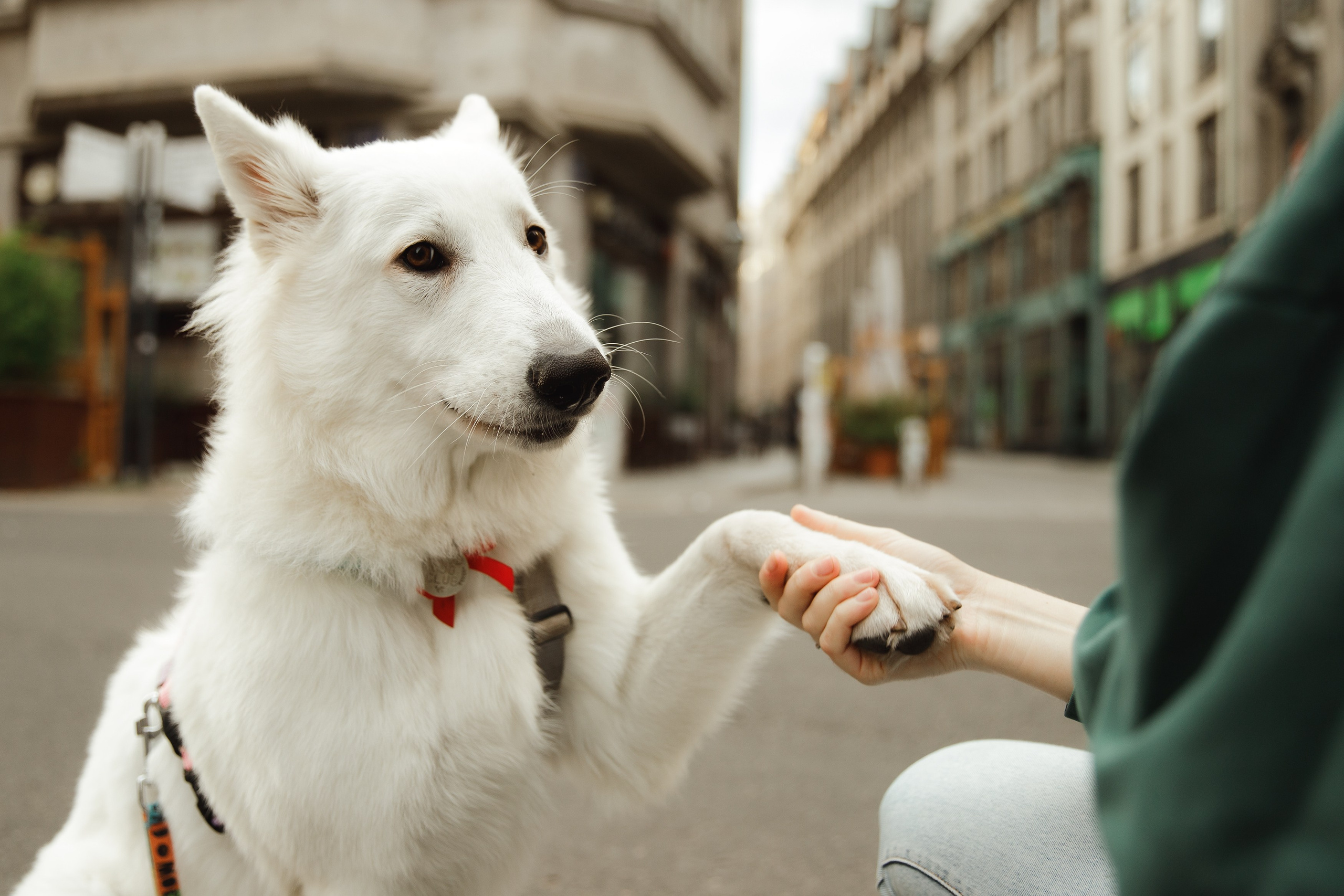 Astra in Leipzig. Kaja | fotograf we Wrocławiu | ludzie i psy