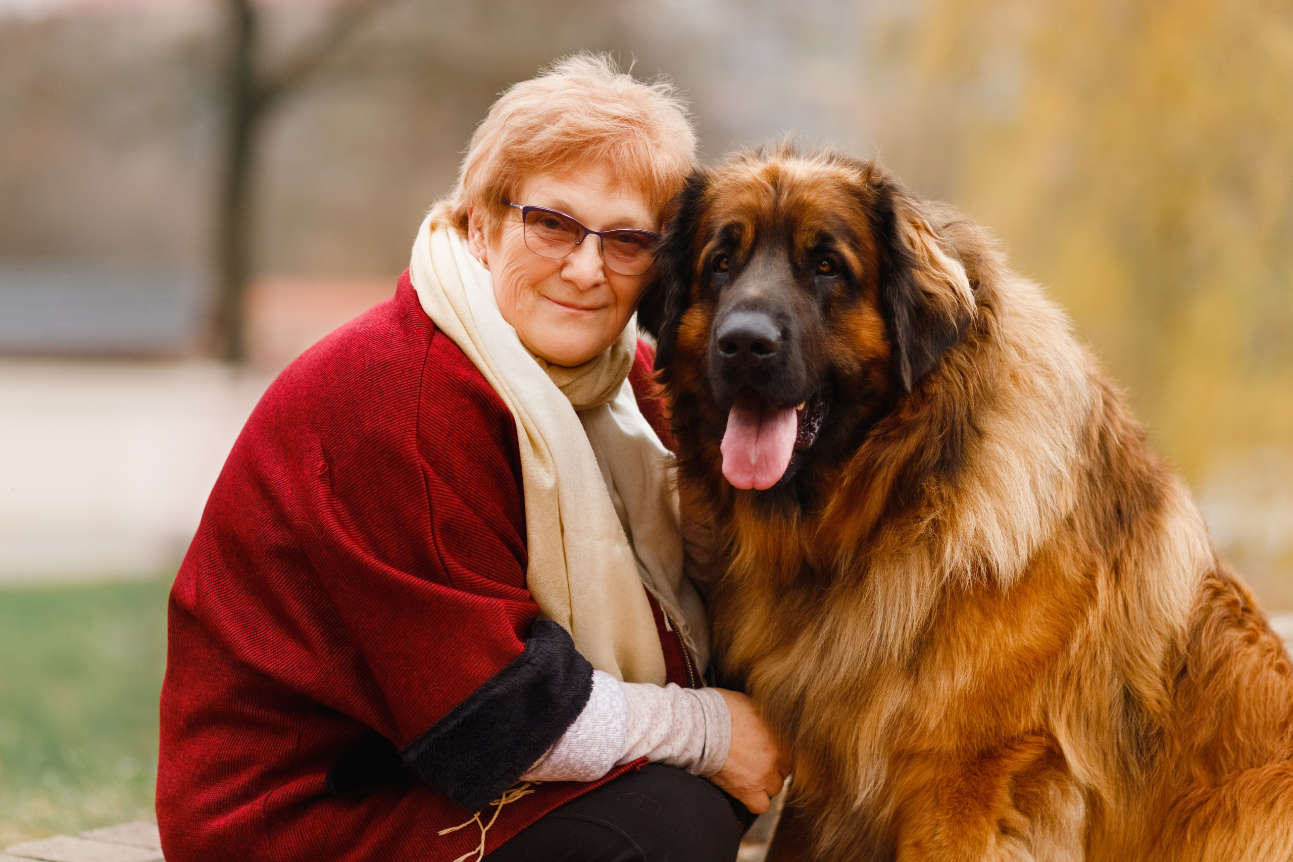 Leonbergers. Kaja | fotograf we Wrocławiu | ludzie i psy
