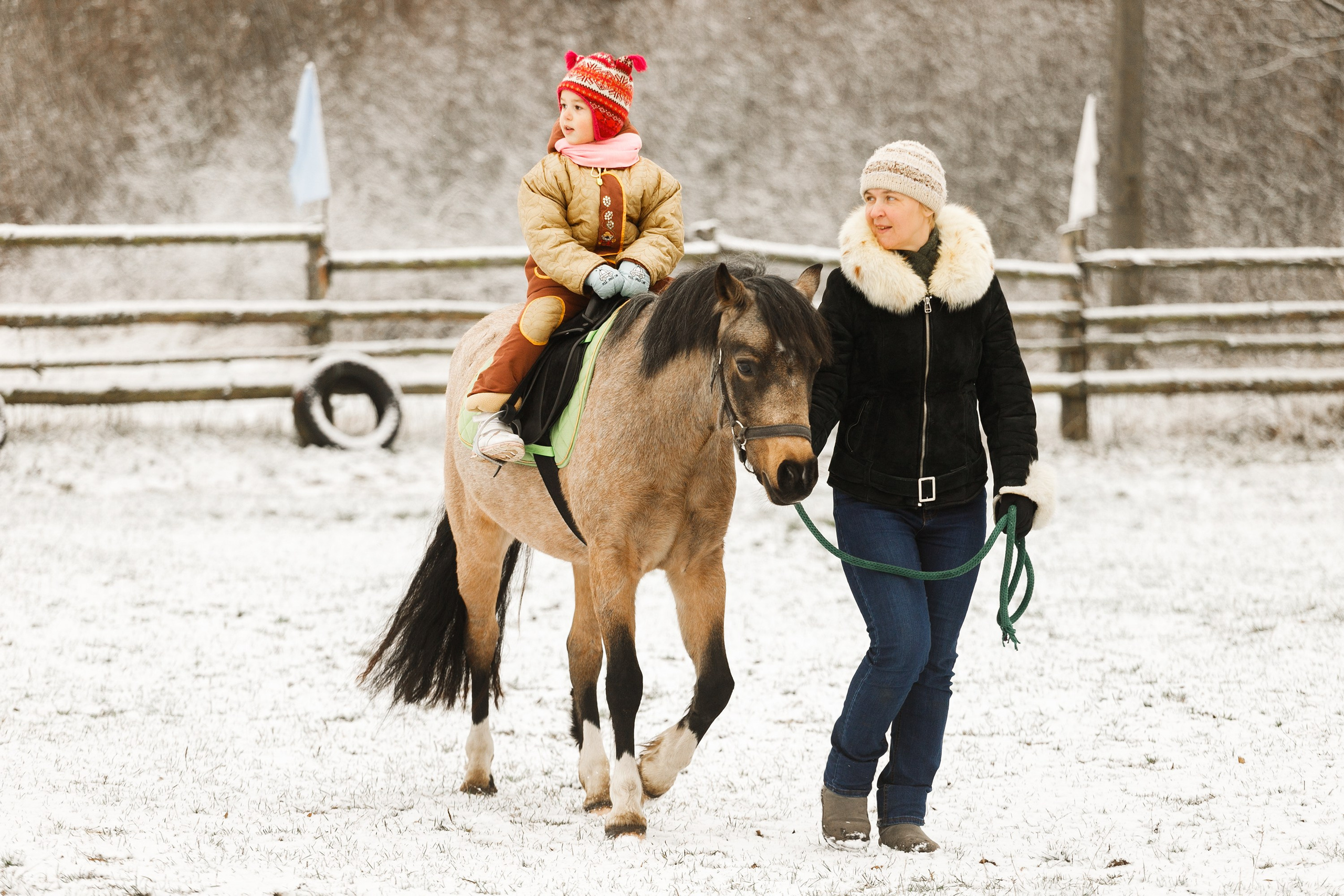 Winter stable. Kaja | fotograf psów we Wrocławiu