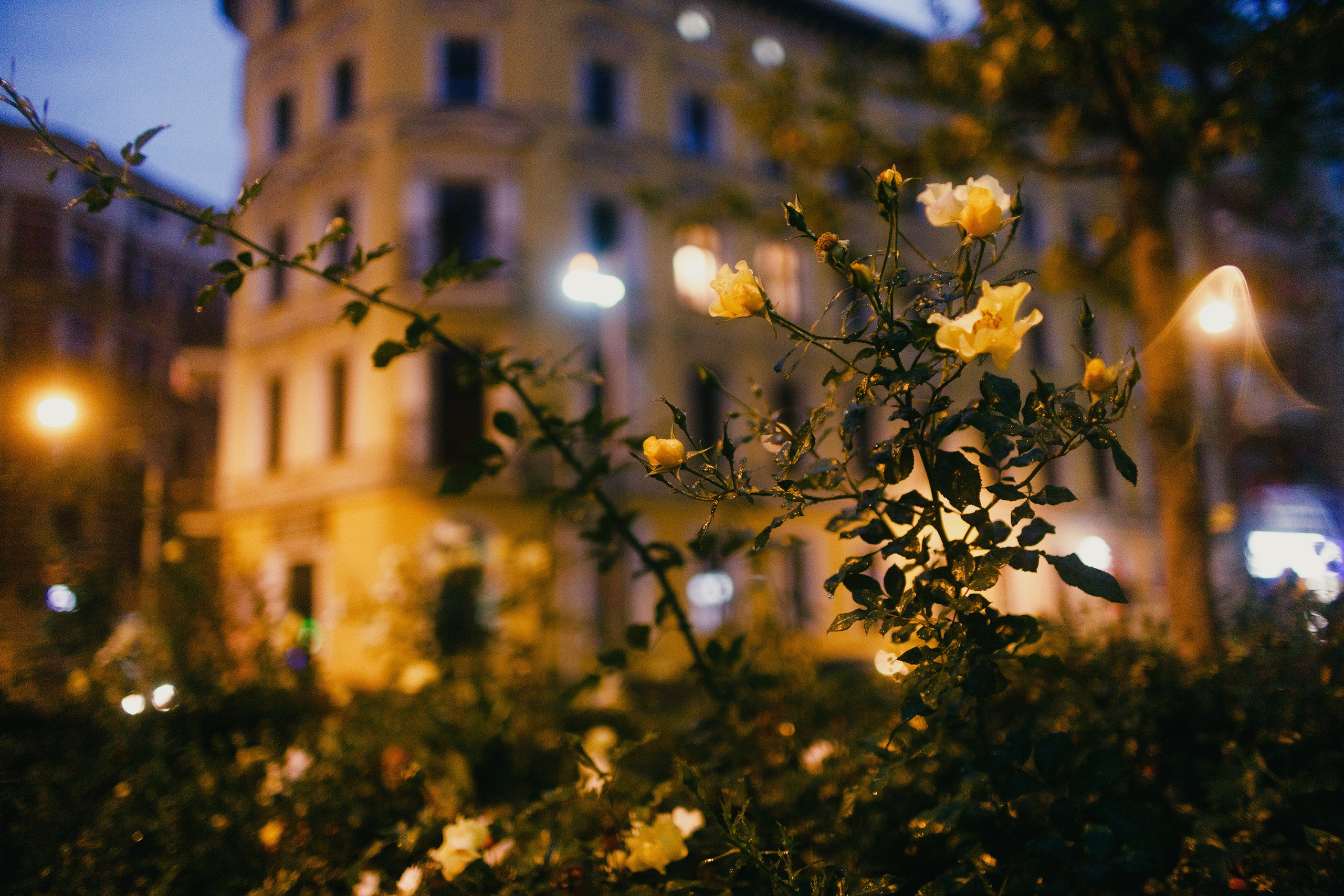 Night rainy Wroclaw. Kaja | fotograf psów we Wrocławiu
